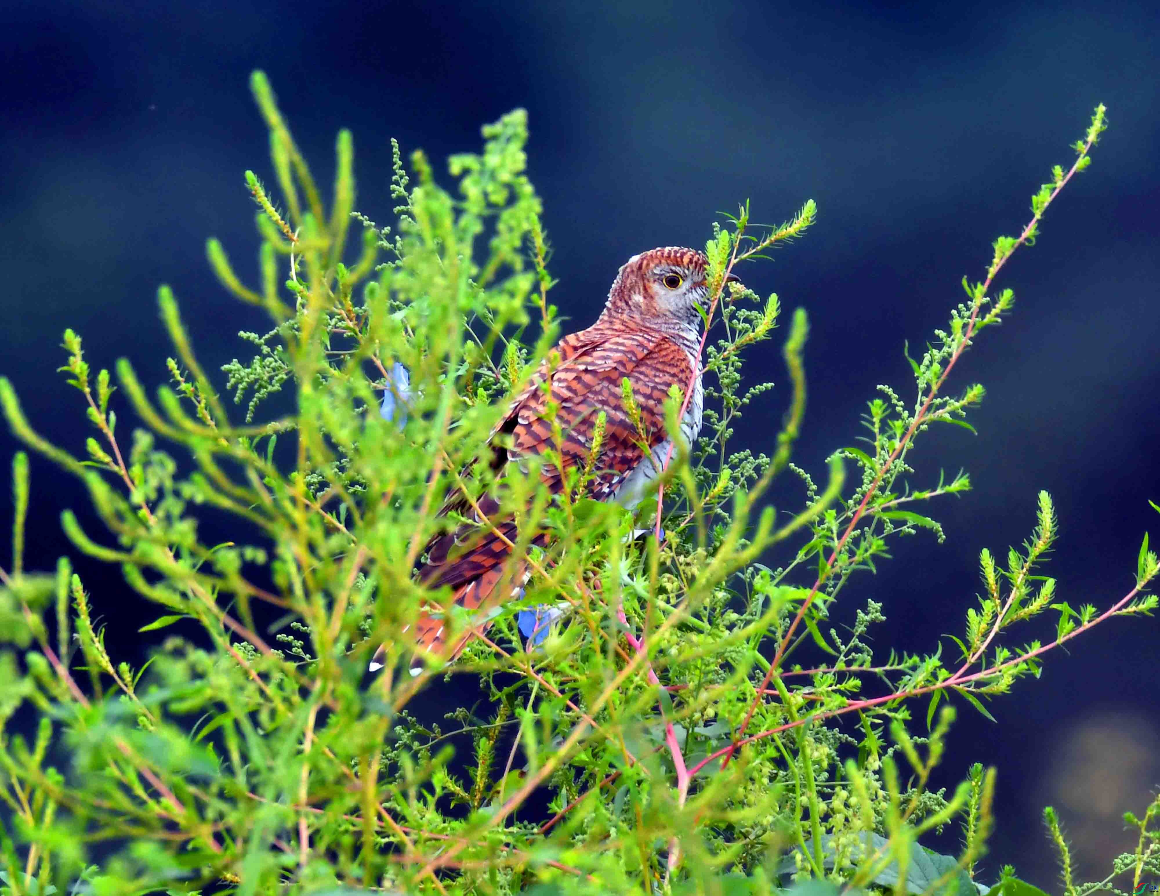 DSC_6804.JPG