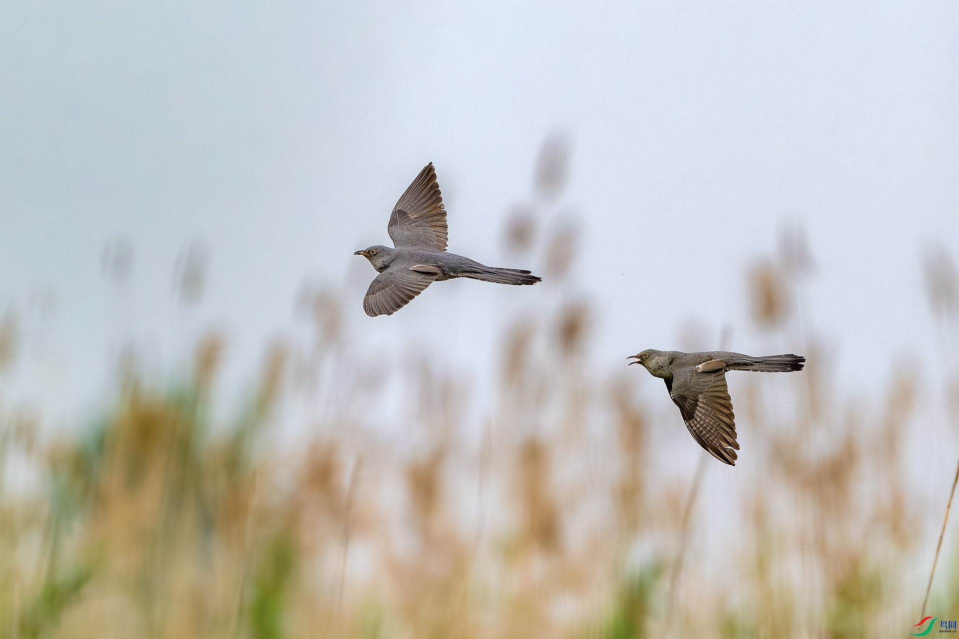 _DSC9472-����ǿ-NR ����С.jpg