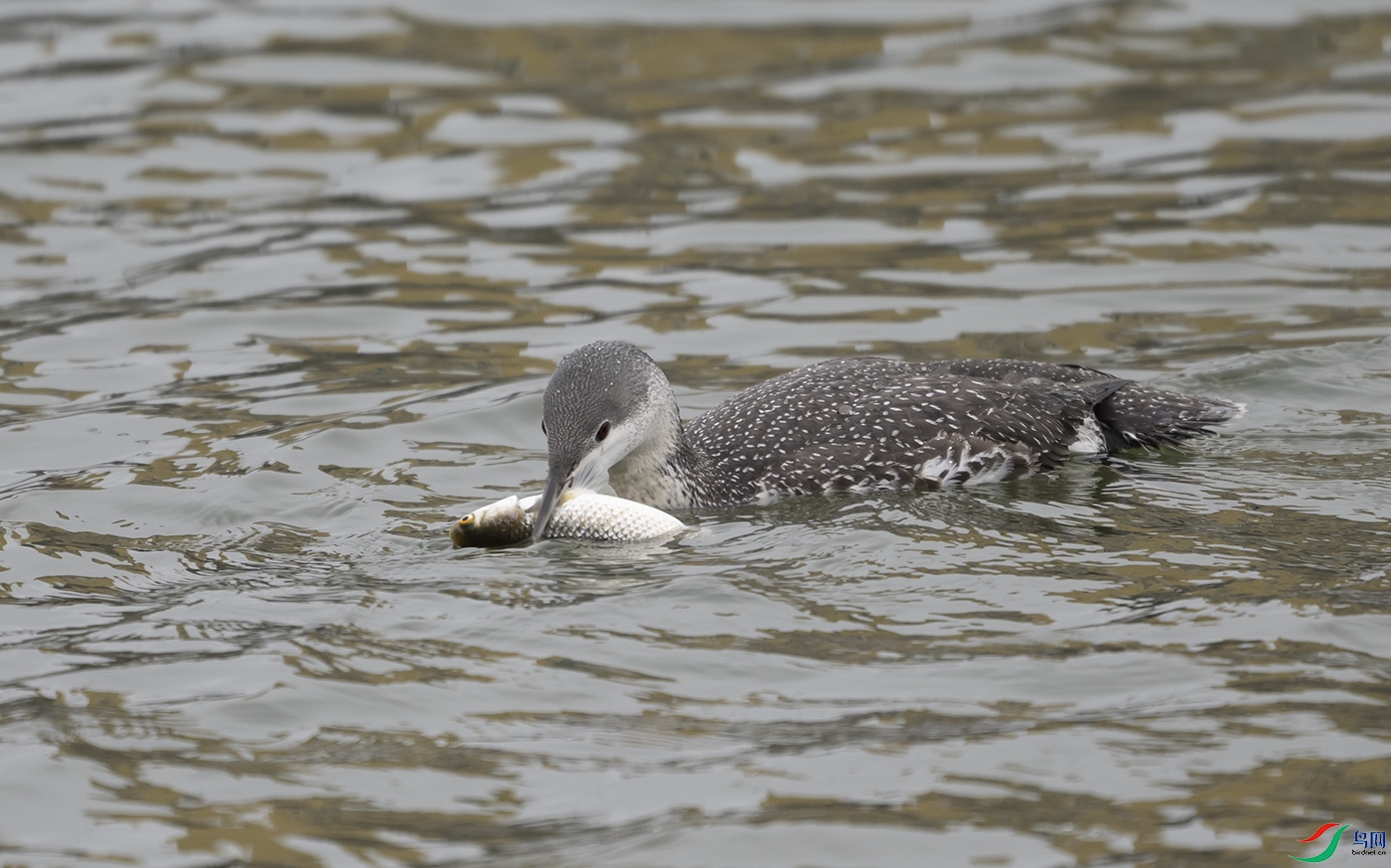 DSC_8026.jpg