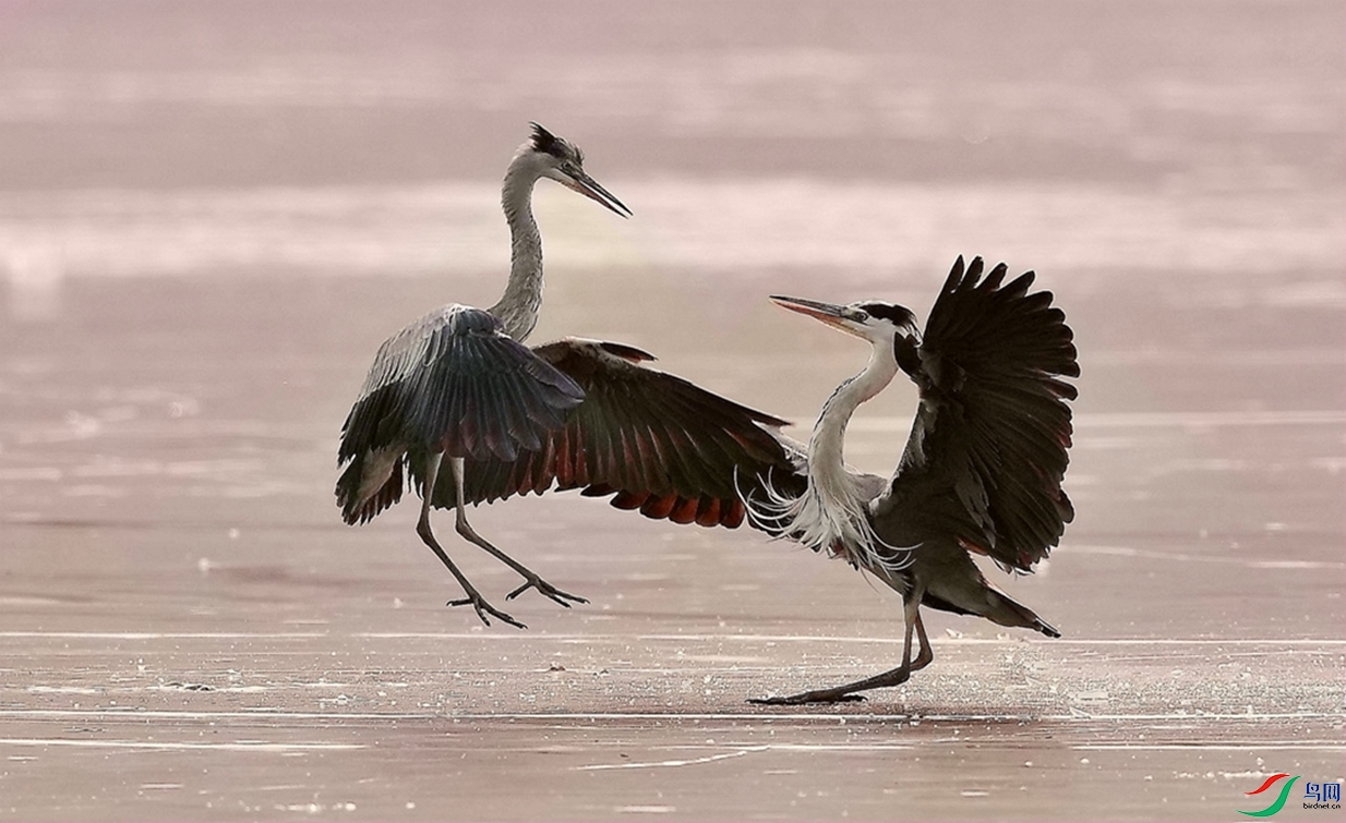 ʤ�����ϡ�