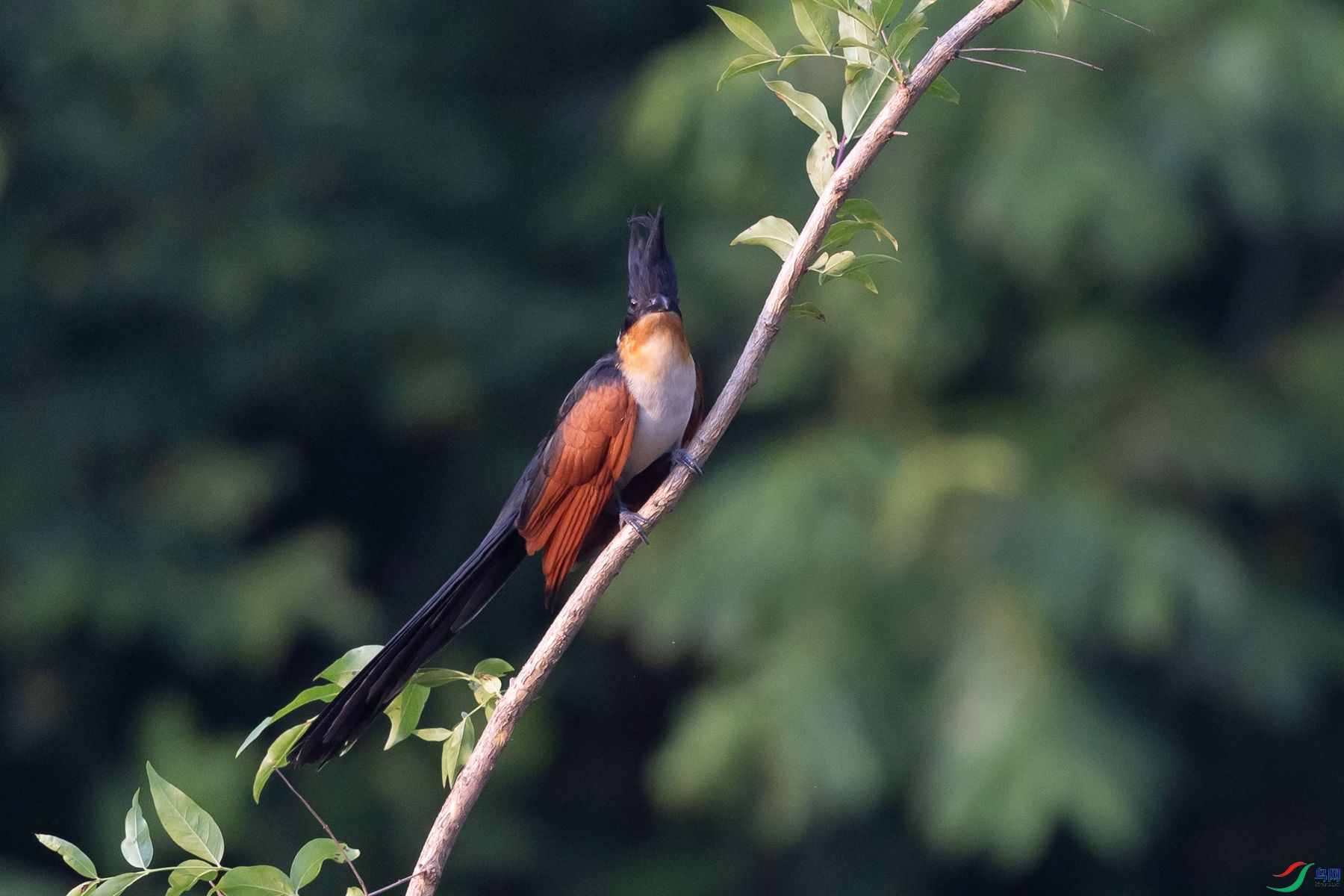 ����ͷ��