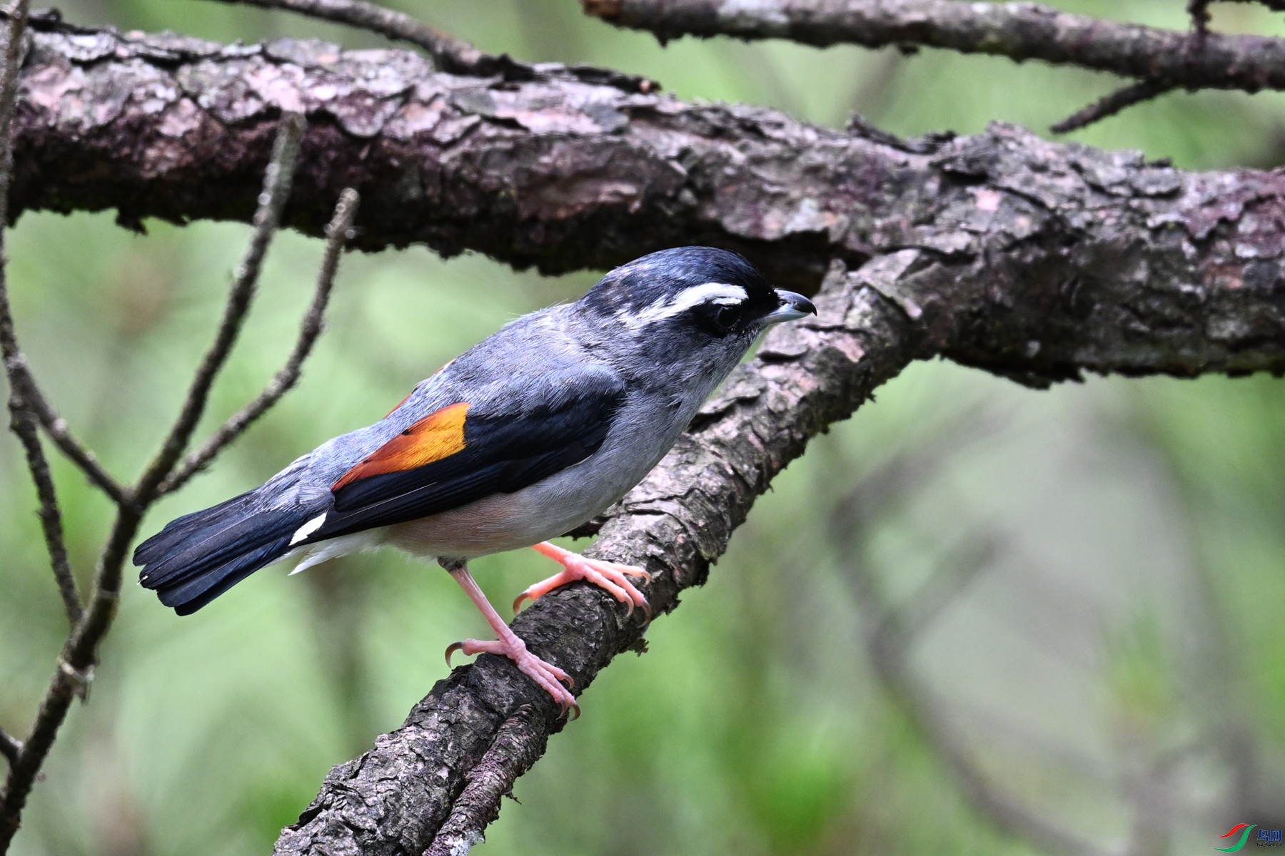 DSC_1026.JPG
