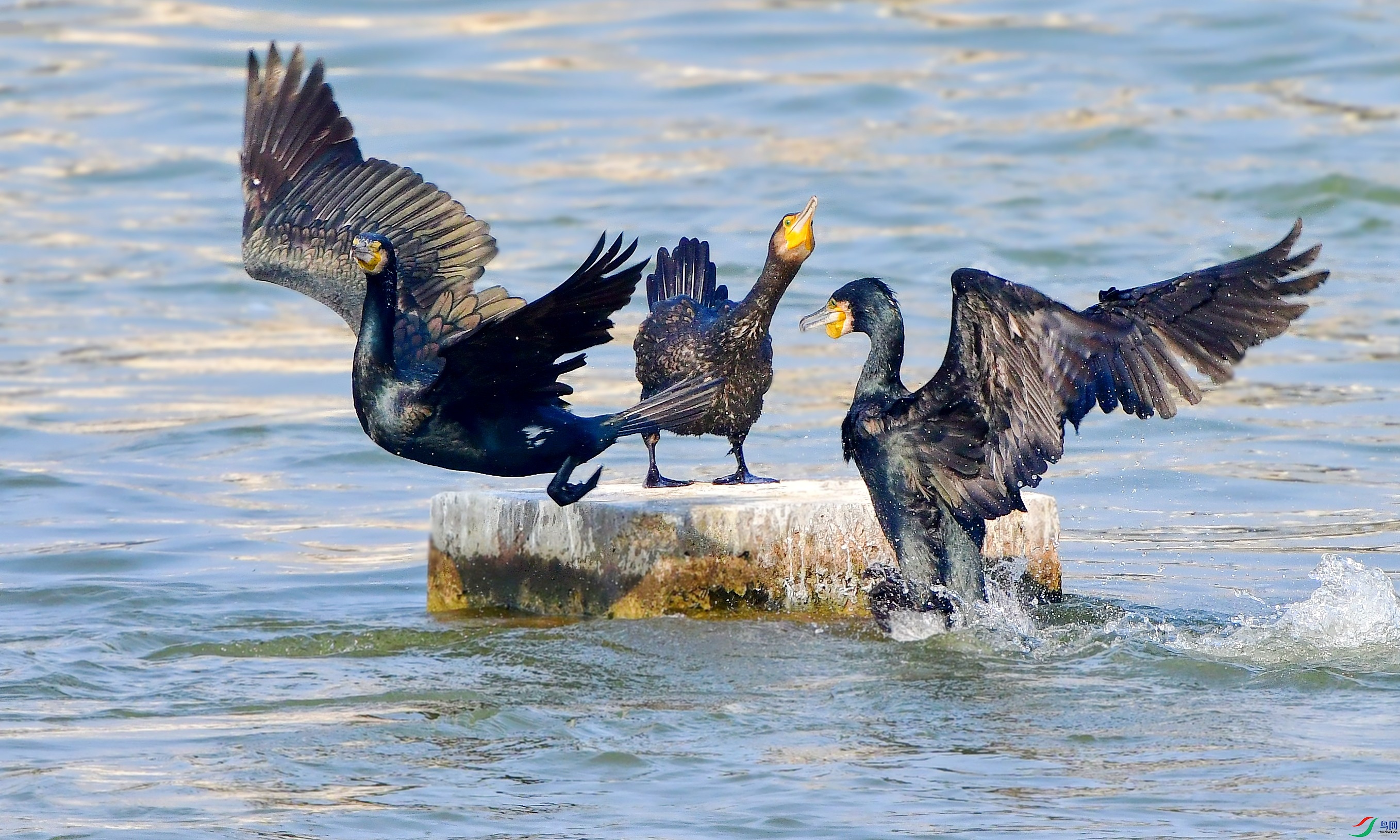 DSC_2157_conew11.jpg