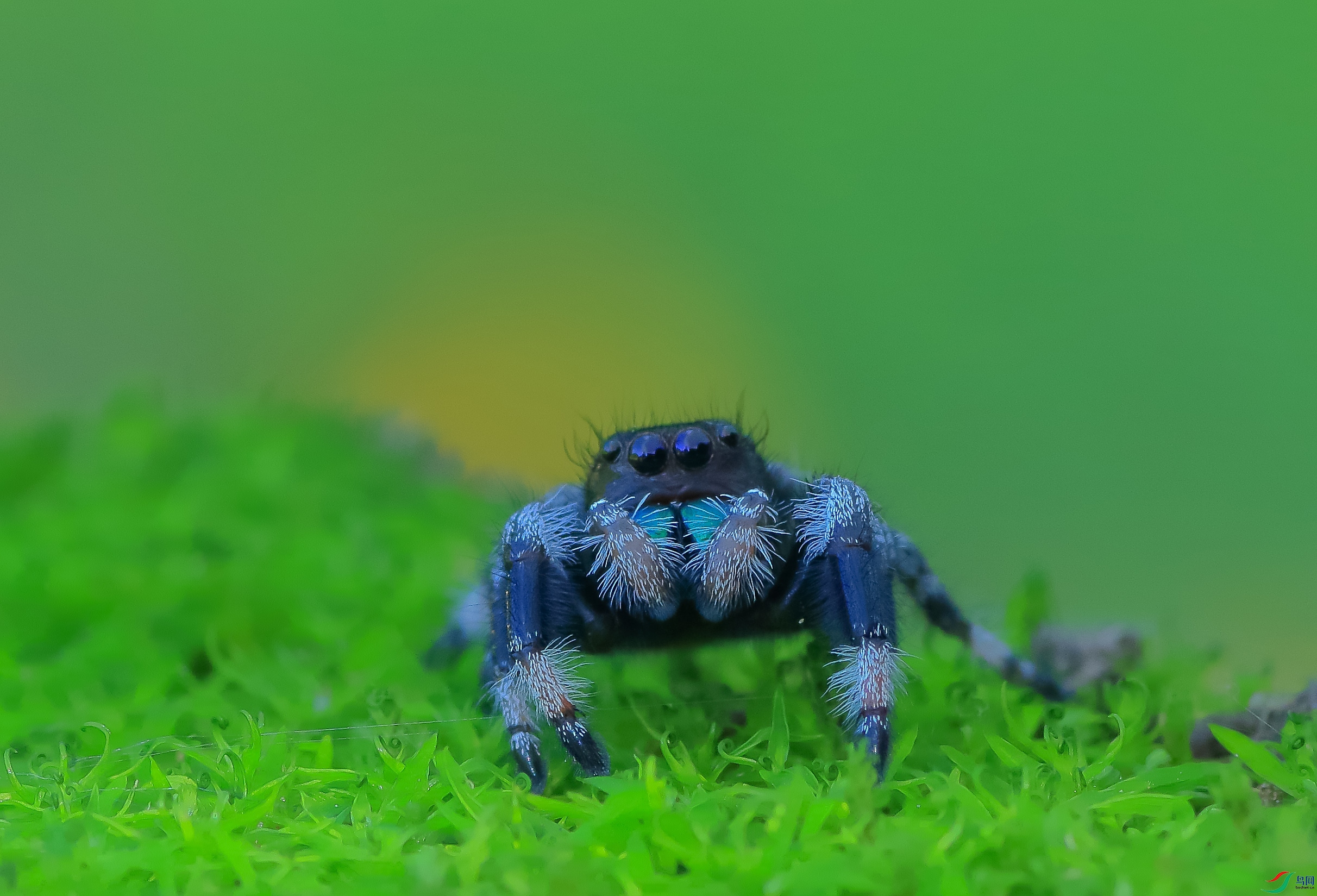 7T8A0158 ����.jpg