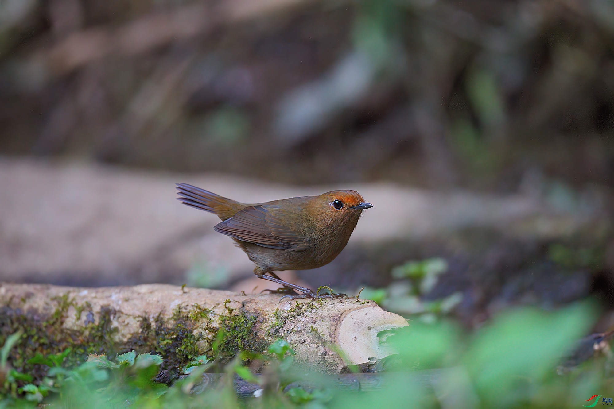 DSC06681-DeNoiseAI-low-light ����.jpg