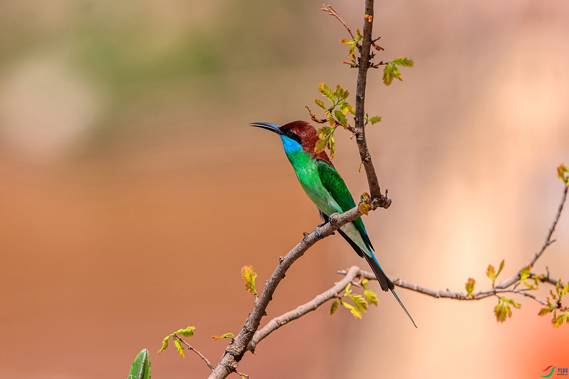 _AUU4877�����仢(24.5.14).jpg