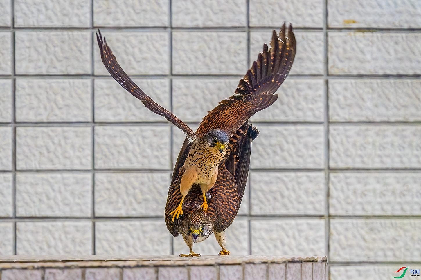 DSC_1867b.jpg