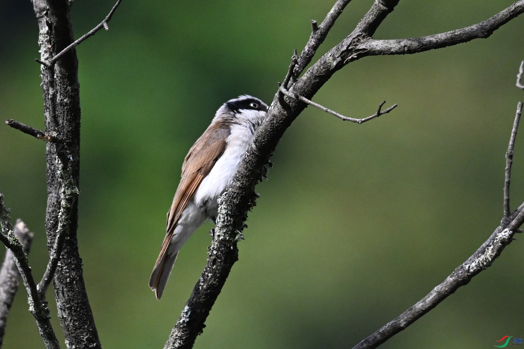 DSC_1997.JPG