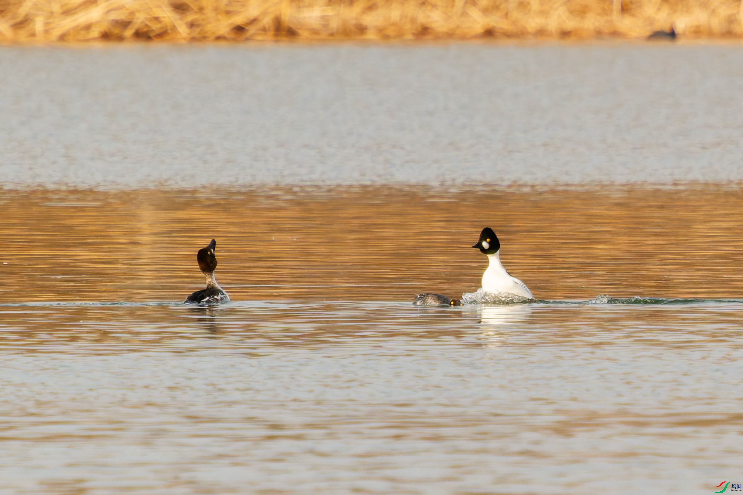 DSC_5949-001.jpg