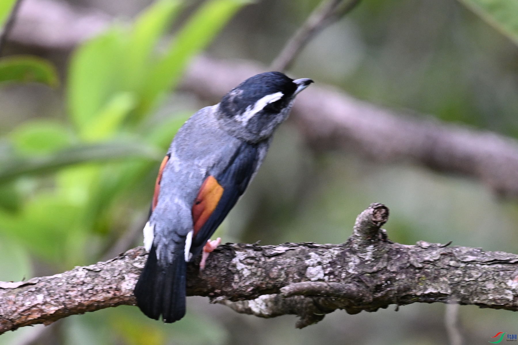 DSC_1037.JPG