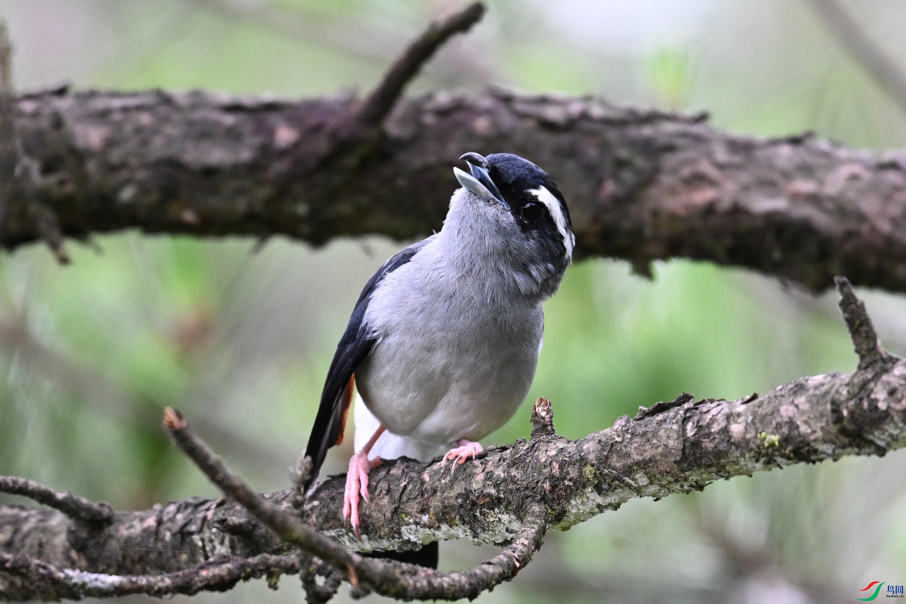 DSC_1064.JPG