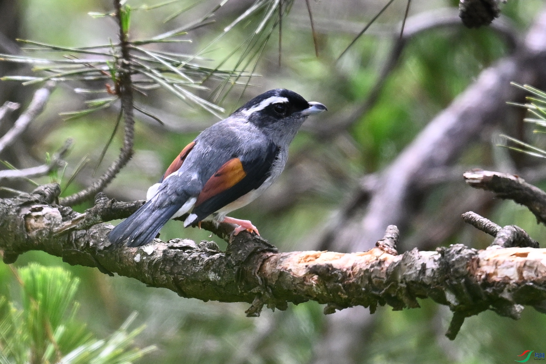 DSC_1002.JPG