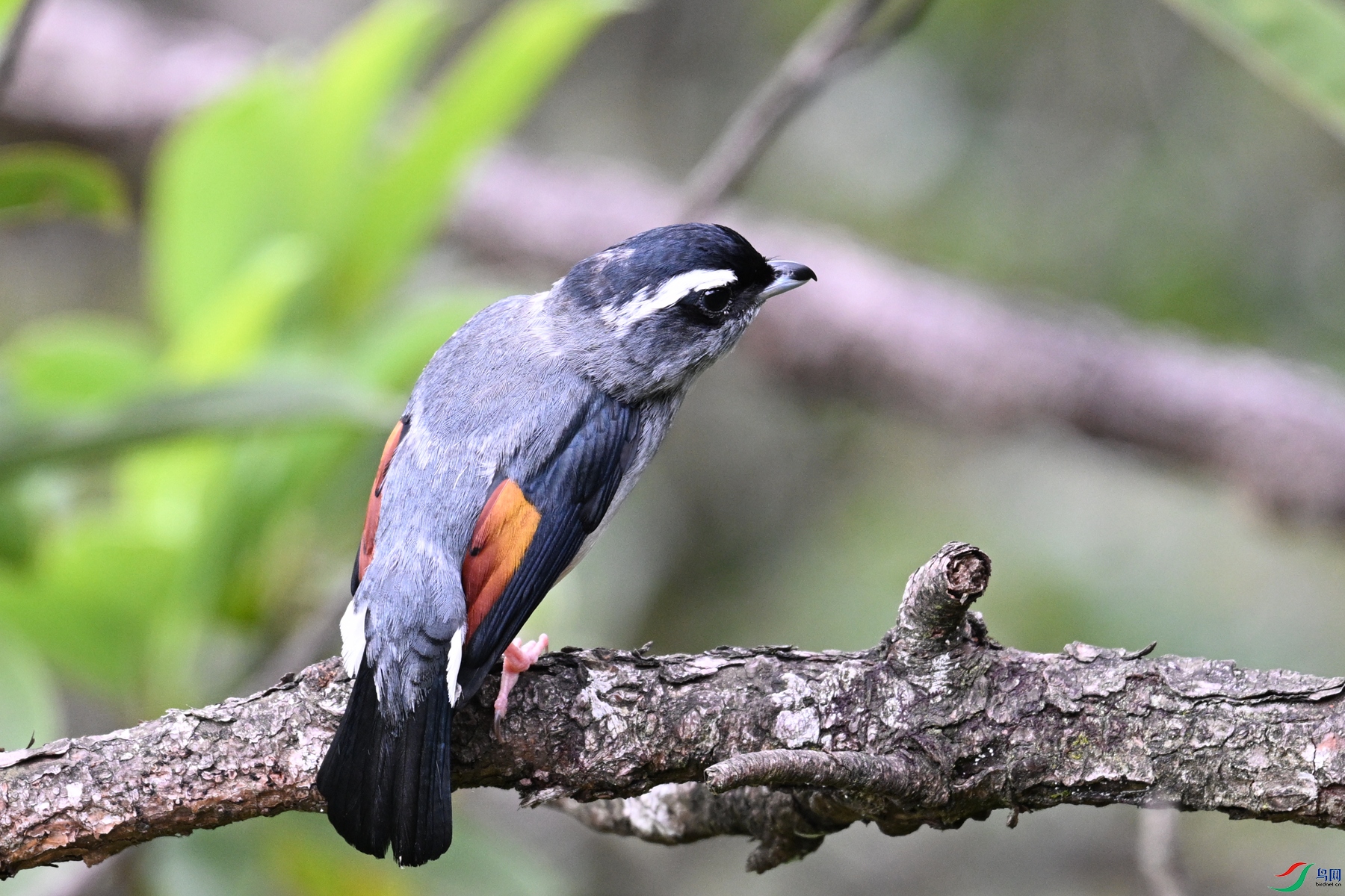 DSC_1041.JPG