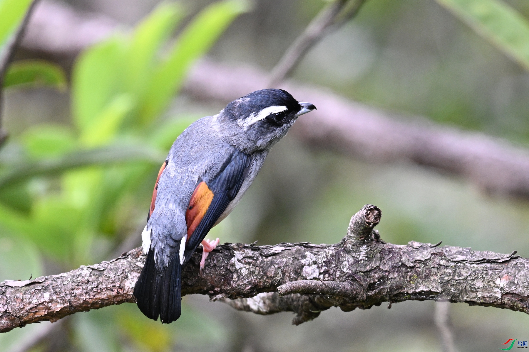 DSC_1043.JPG