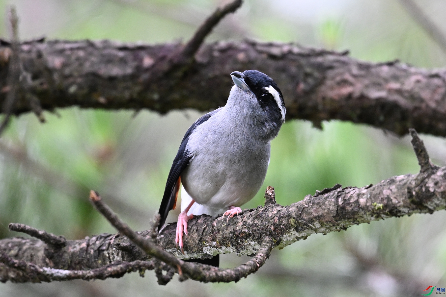 DSC_1063.JPG