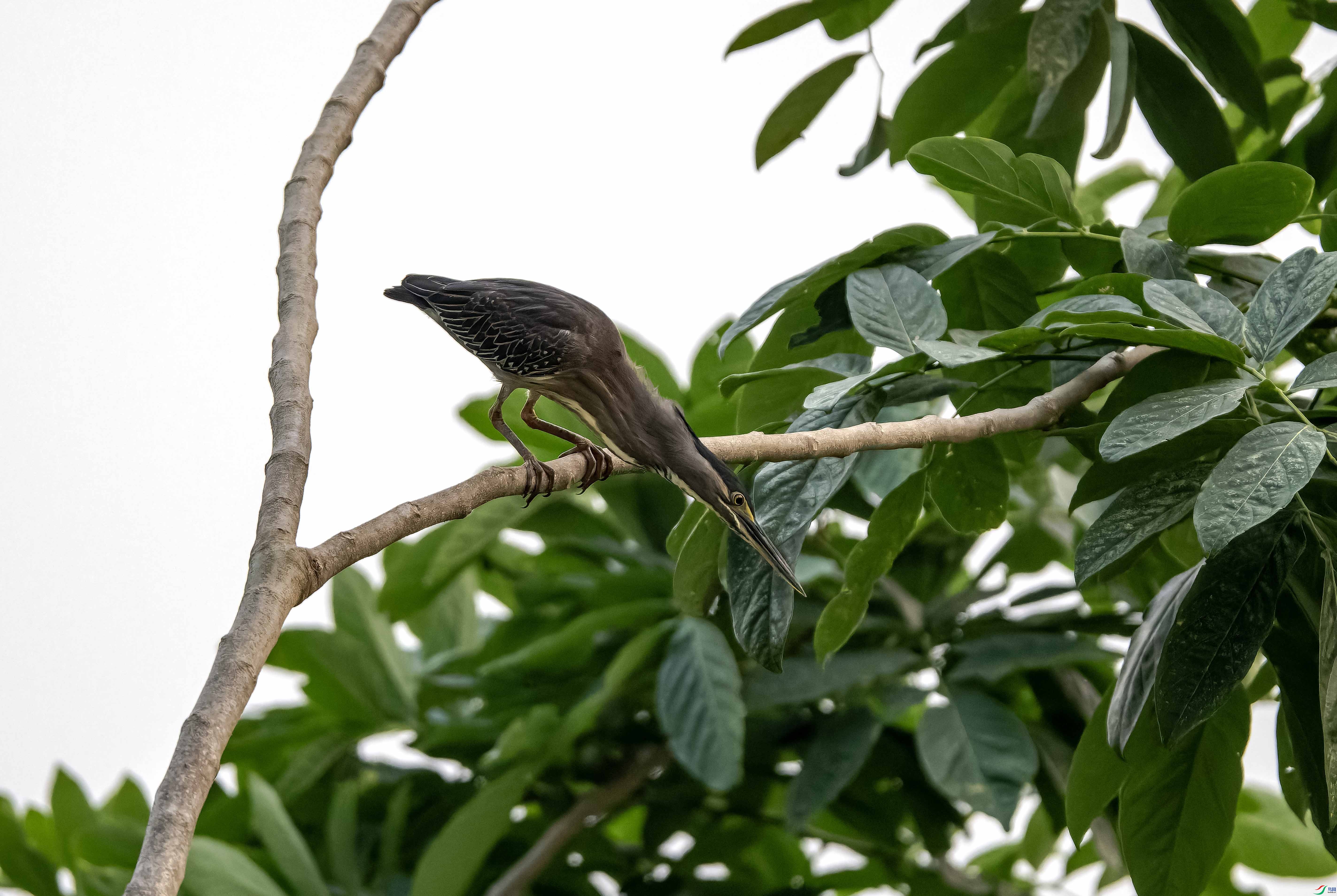 DSC_6537-NEF_DxO_DeepPRIME ���� 2.jpg