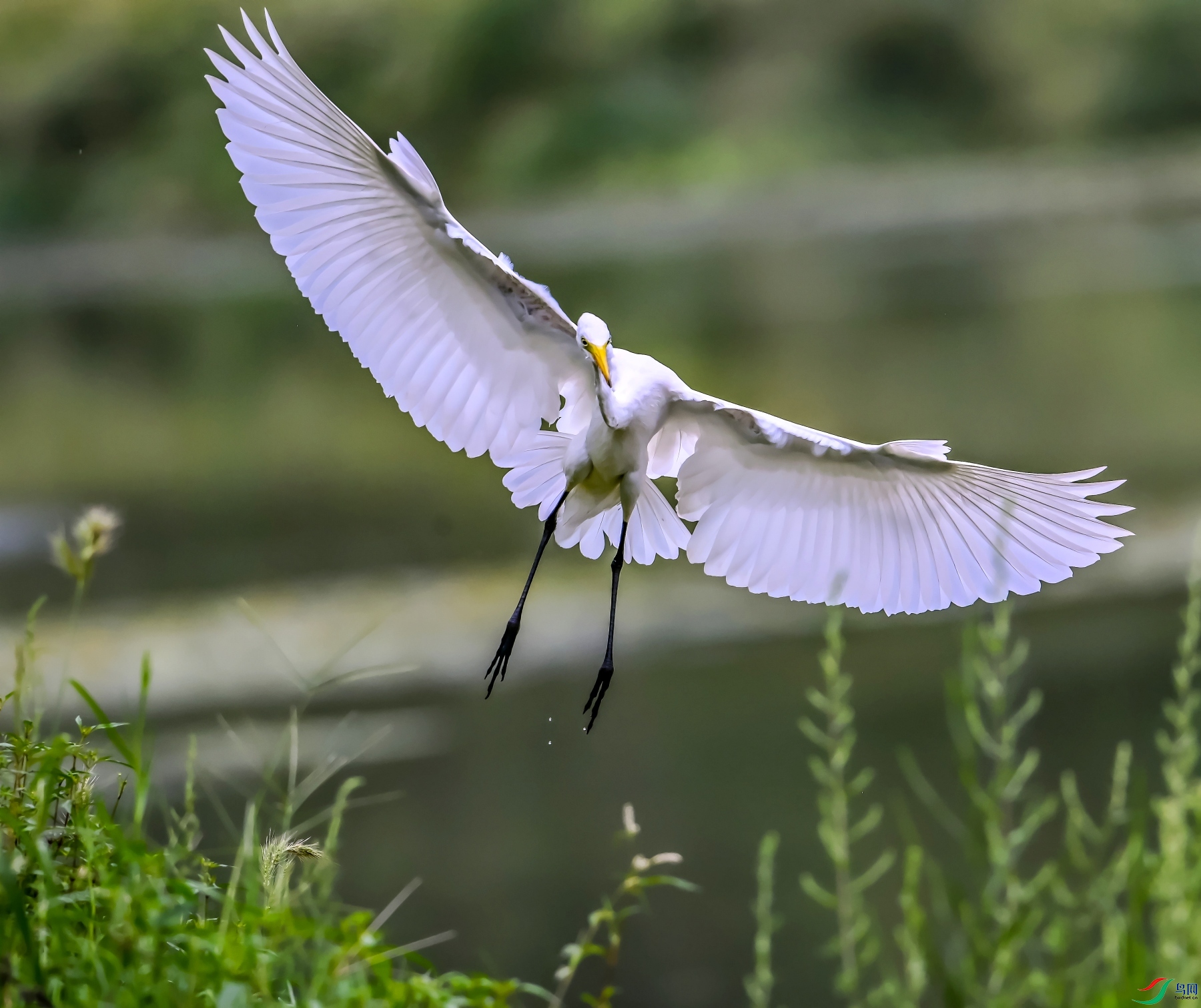 DSC_2609---_conew1.jpg