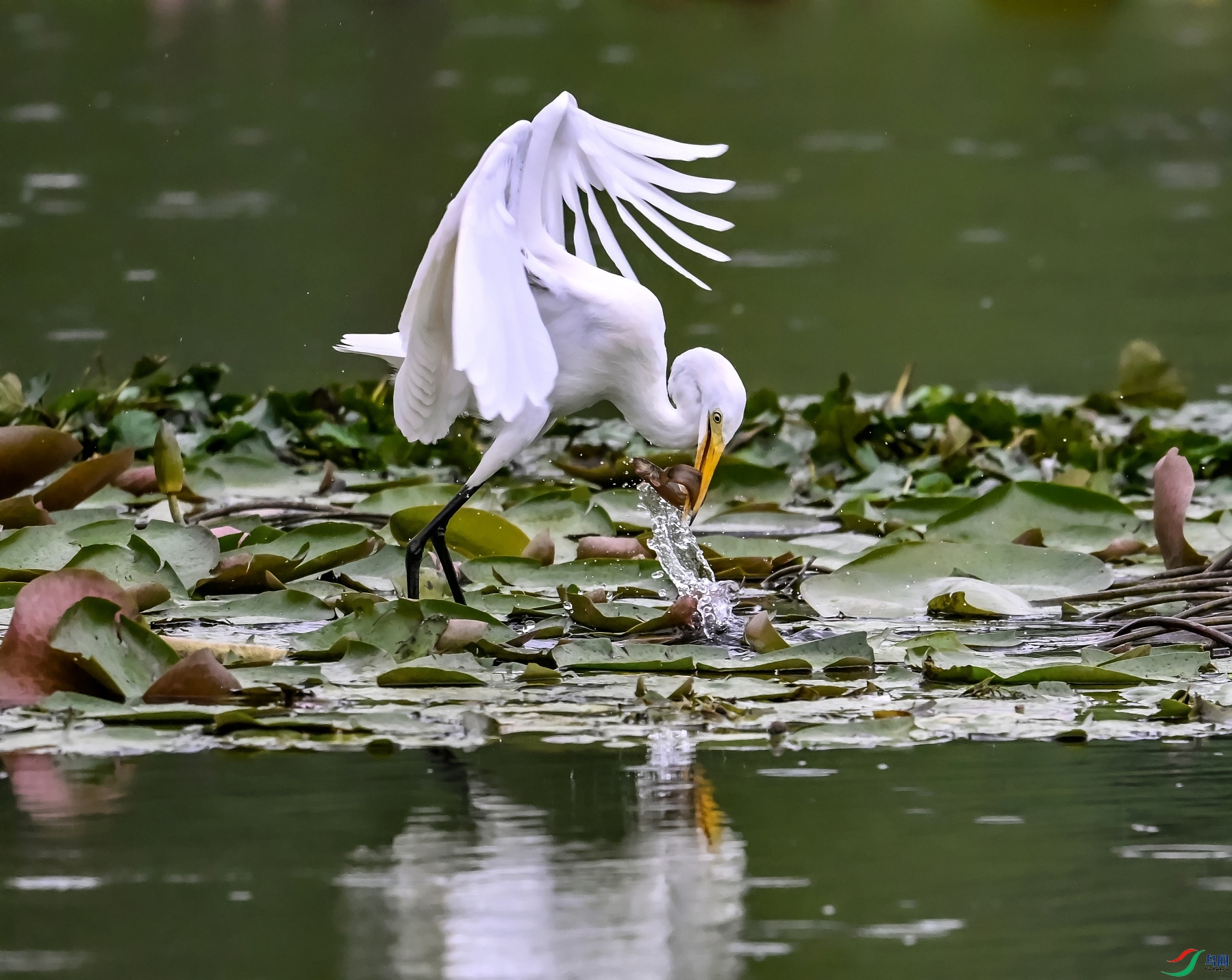 DSC_2470---_conew2.jpg