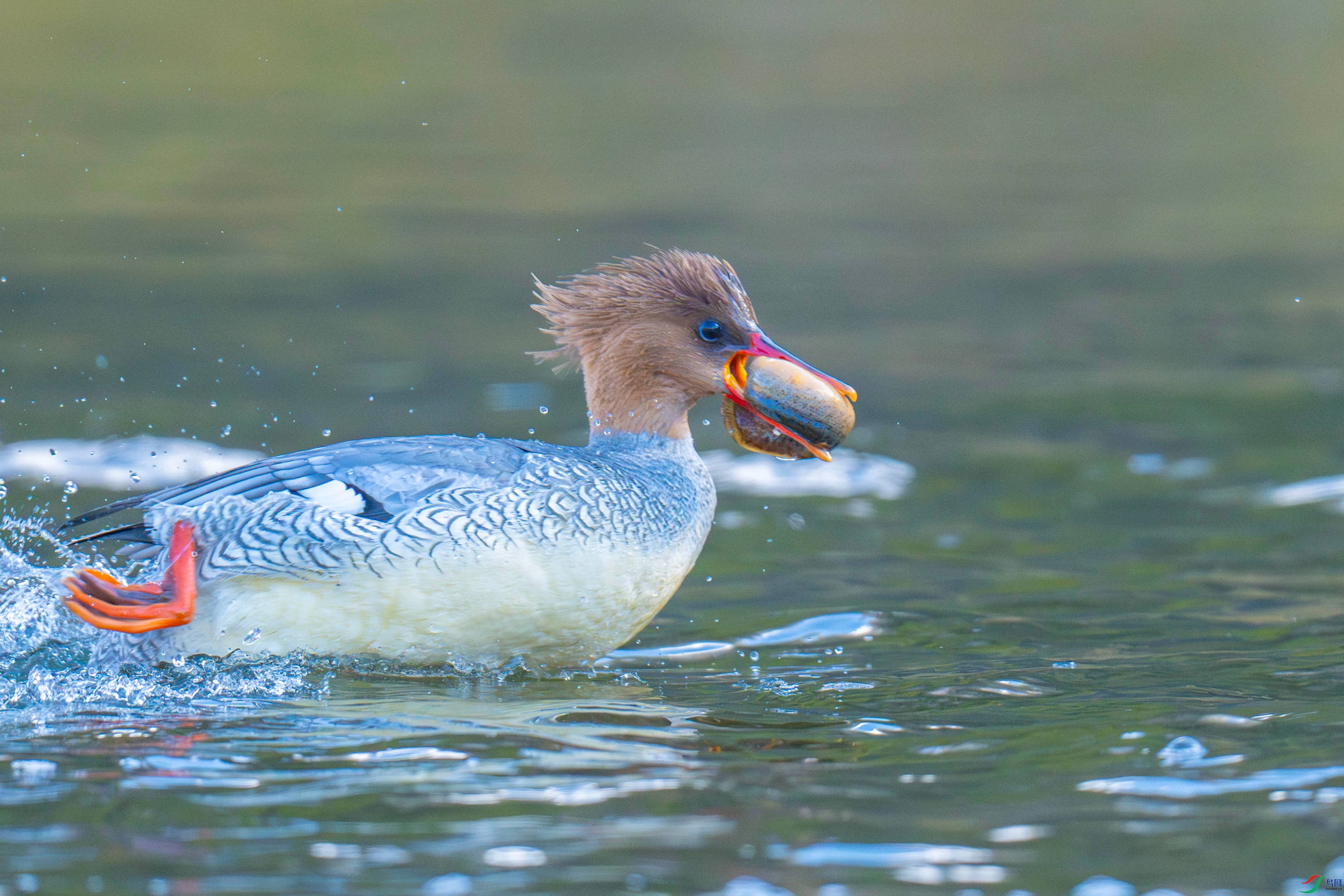 �л���ɳѼ (9).jpg