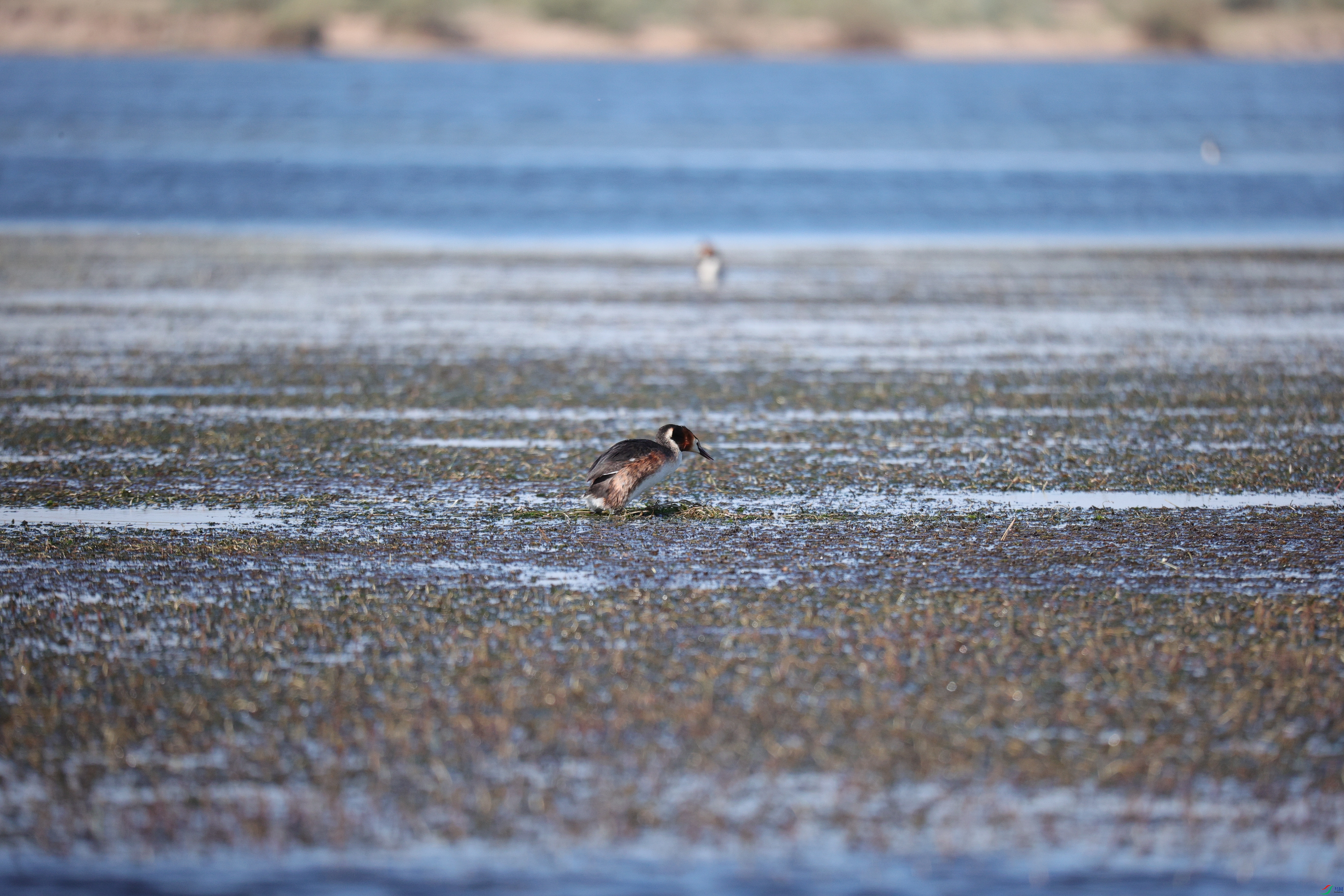 ��ͷ����399/01