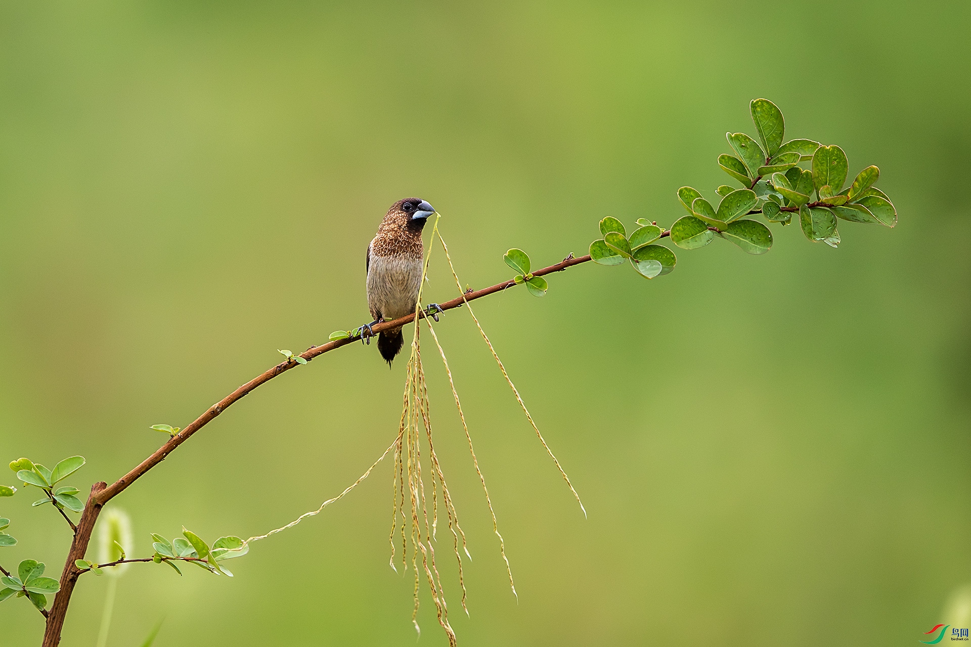 BU3I0676 ����.jpg