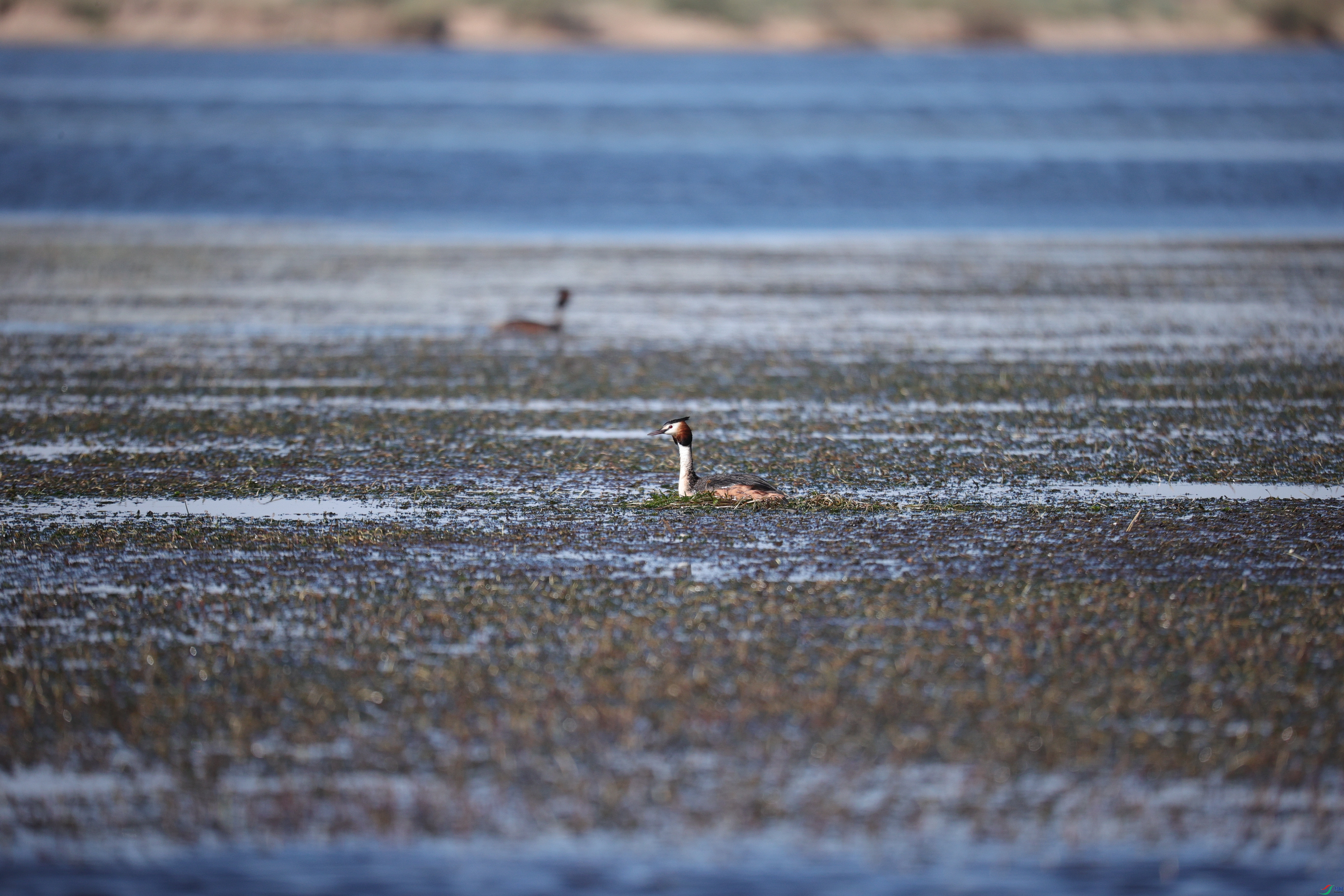 ��ͷ����15