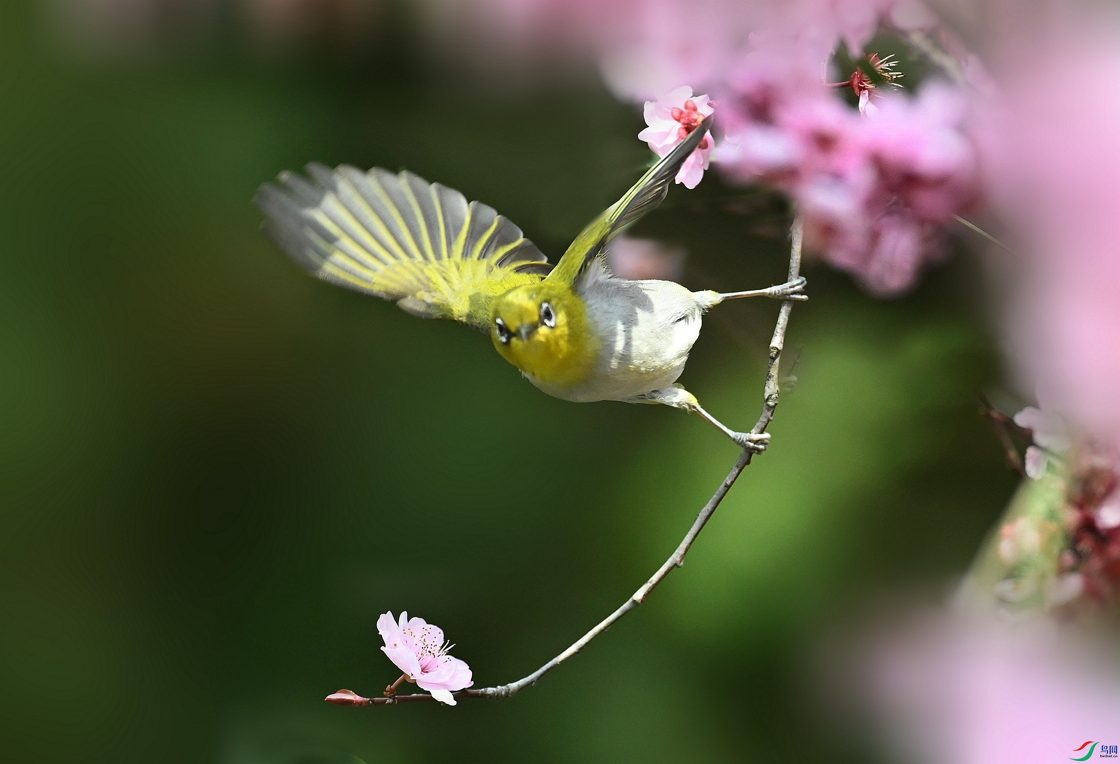 DSC_6685_����_����.jpg