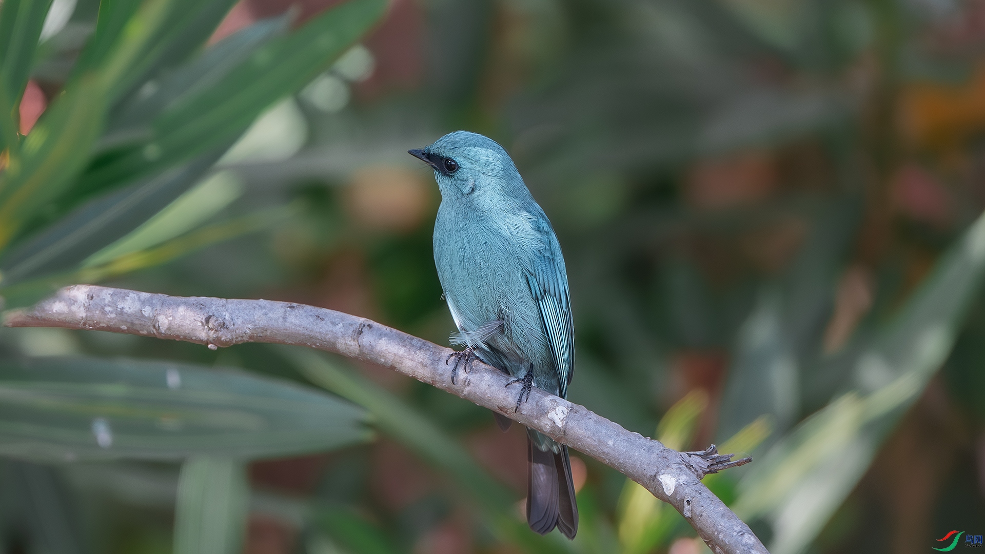 DSC_1004-����ǿ-NR ����.jpg