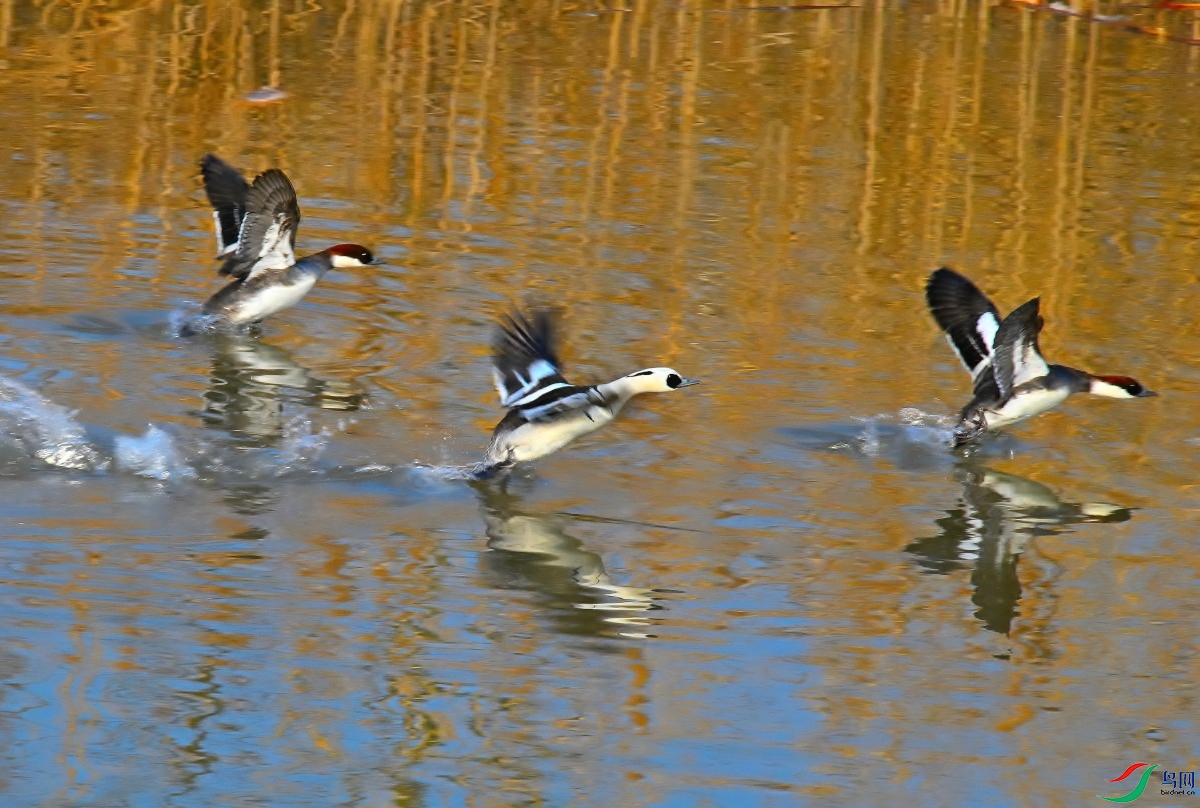 DSC_1501.JPG
