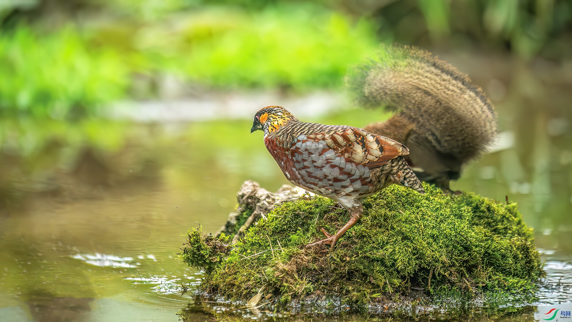 DSC_8885-����ǿ-NR.jpg