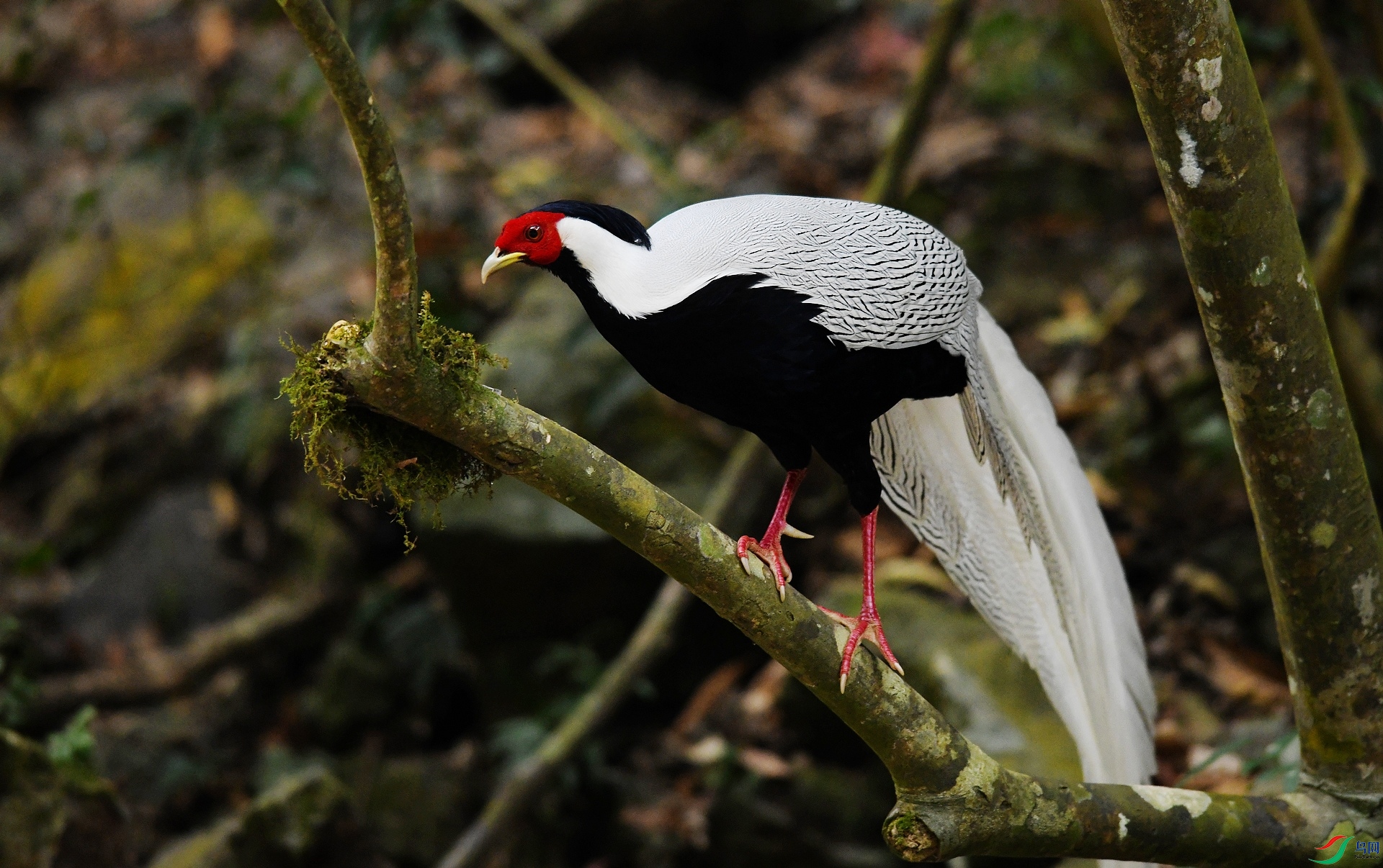 DSC_6050.jpg