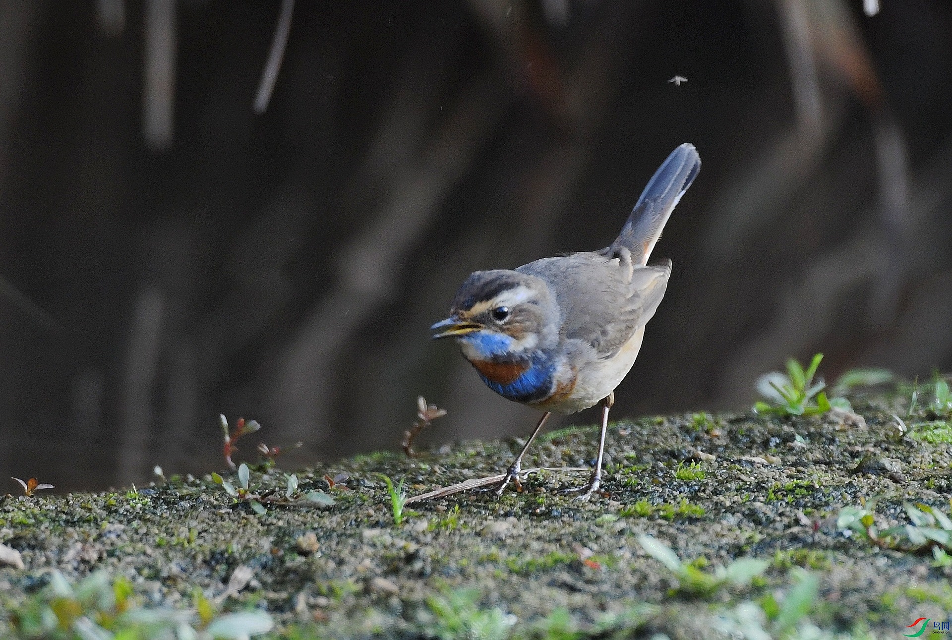 DSC_9308.jpg