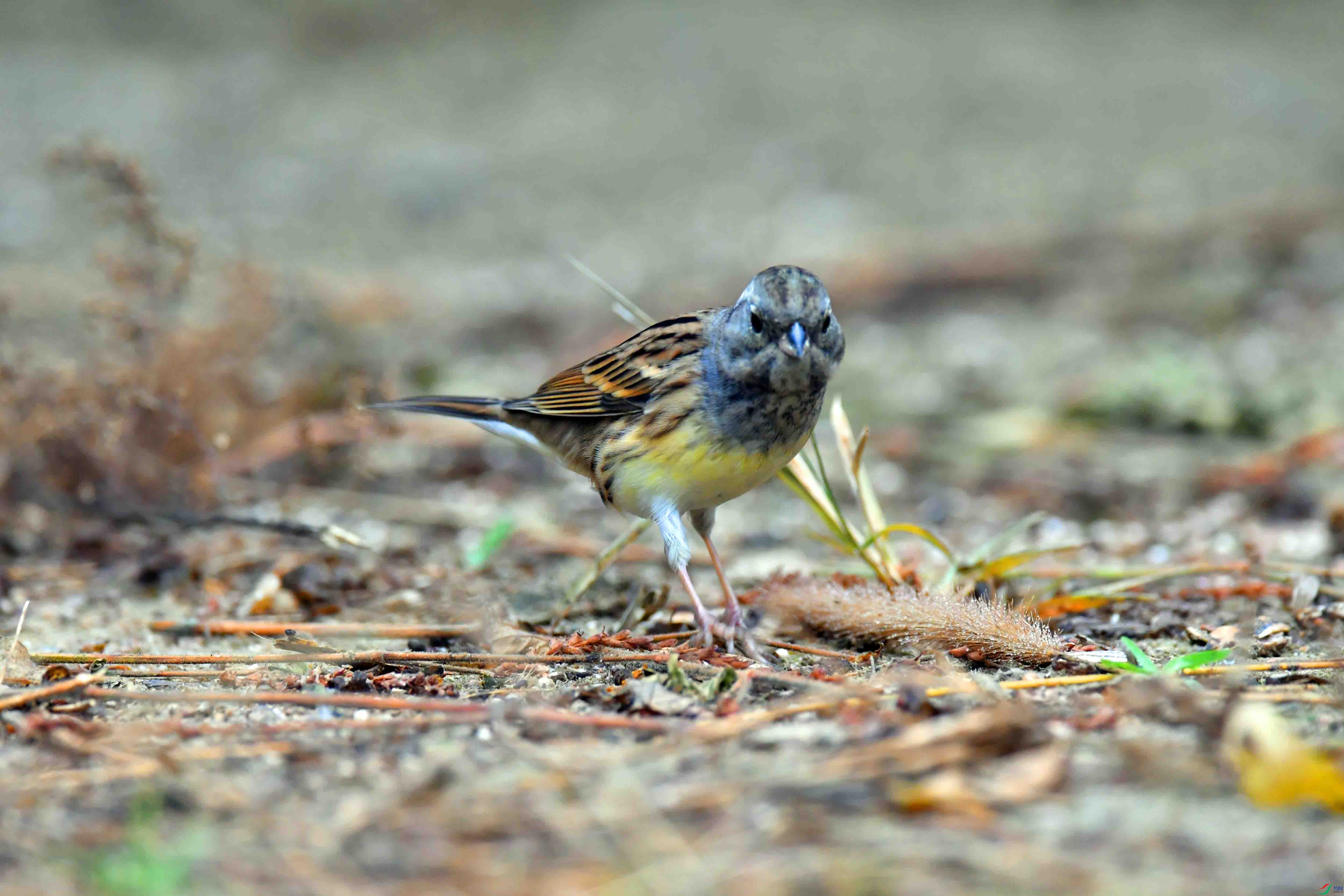 DSC_7858.JPG