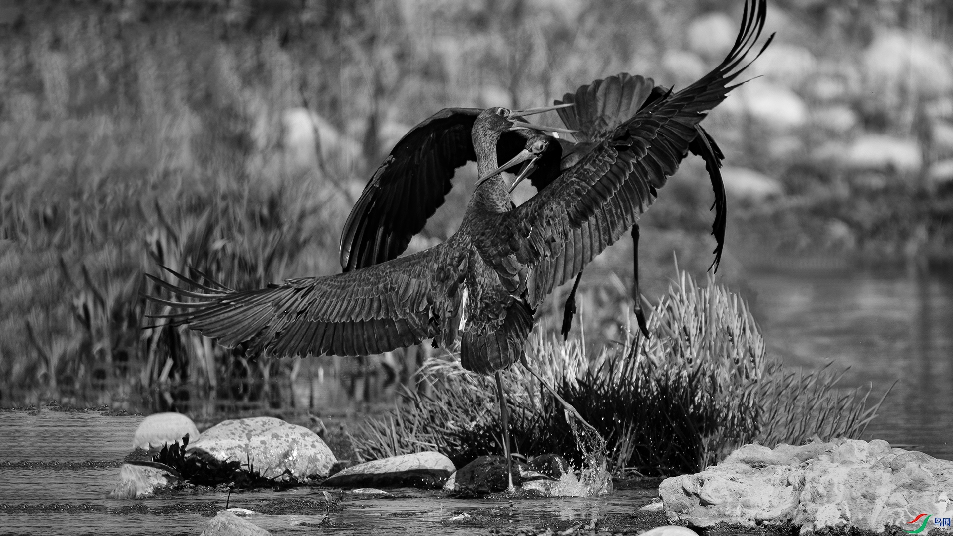 DSC_8971-1-20260226�ü� .jpg