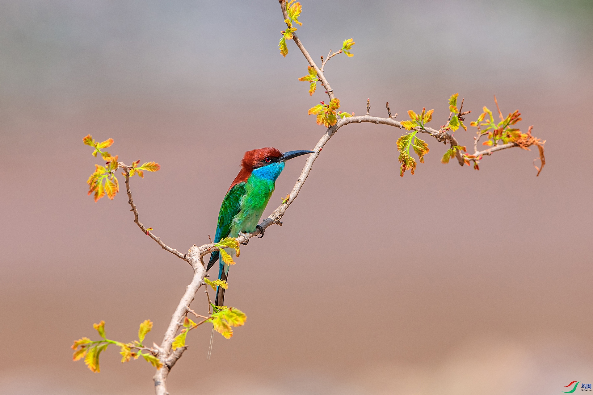 _AUU4841�����仢(24.5.14).jpg