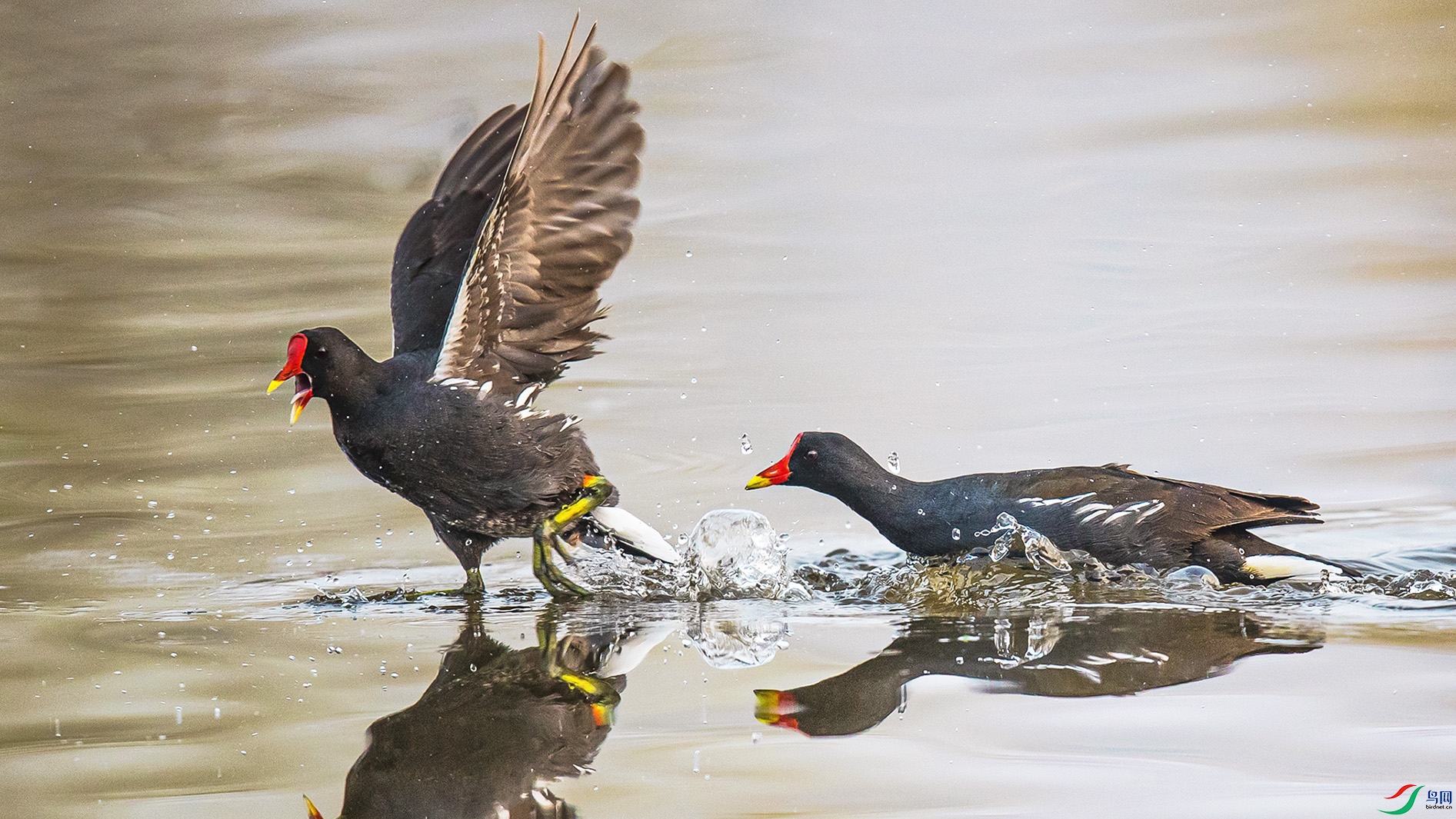 _90I3078 ����.jpg