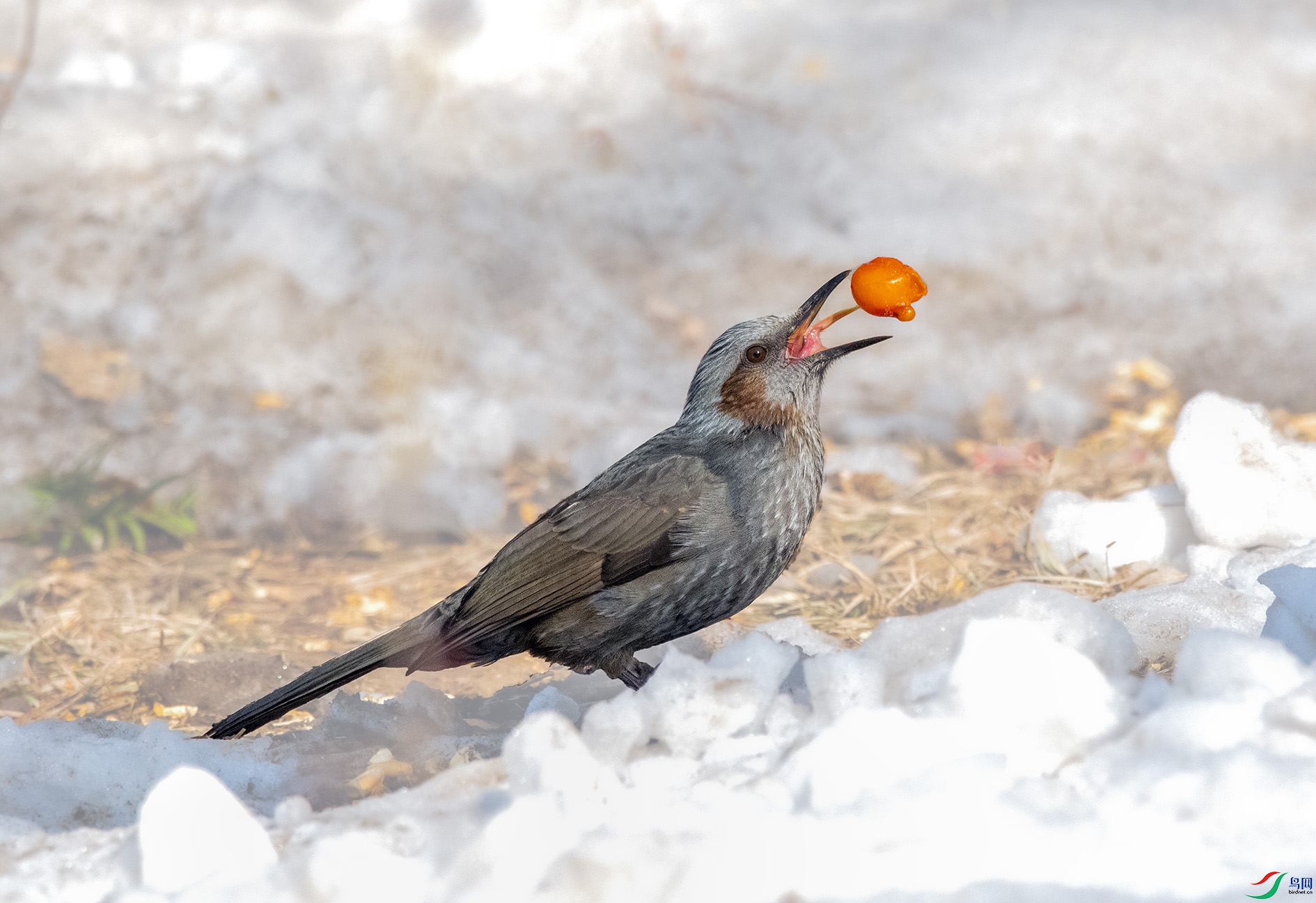 DSC_2611_��ͼ��_��ͼ�� ����.jpg