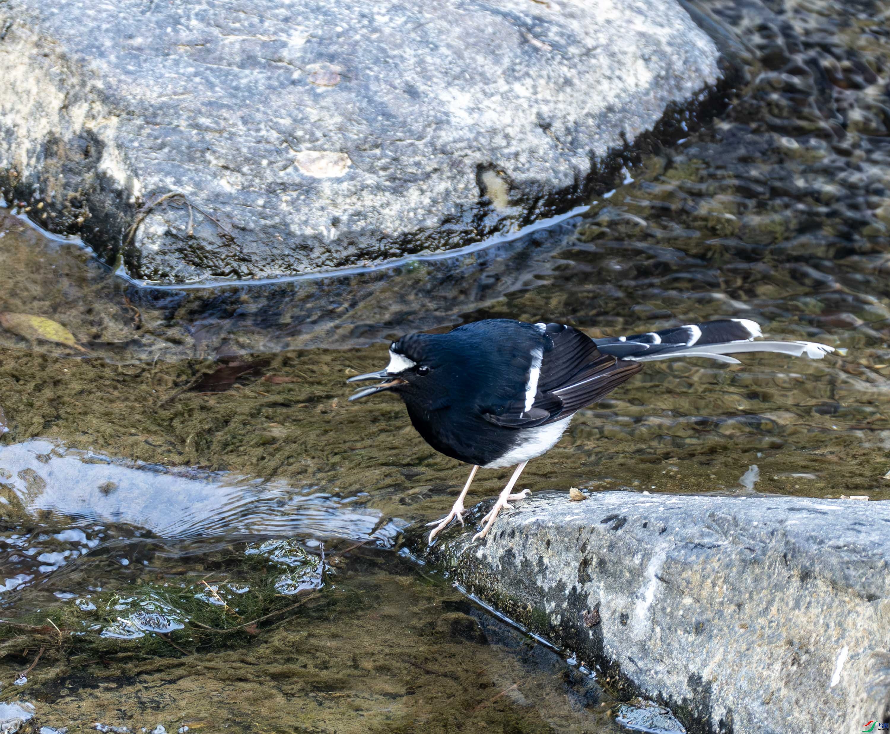 �׹���β-01-2 (2).jpg