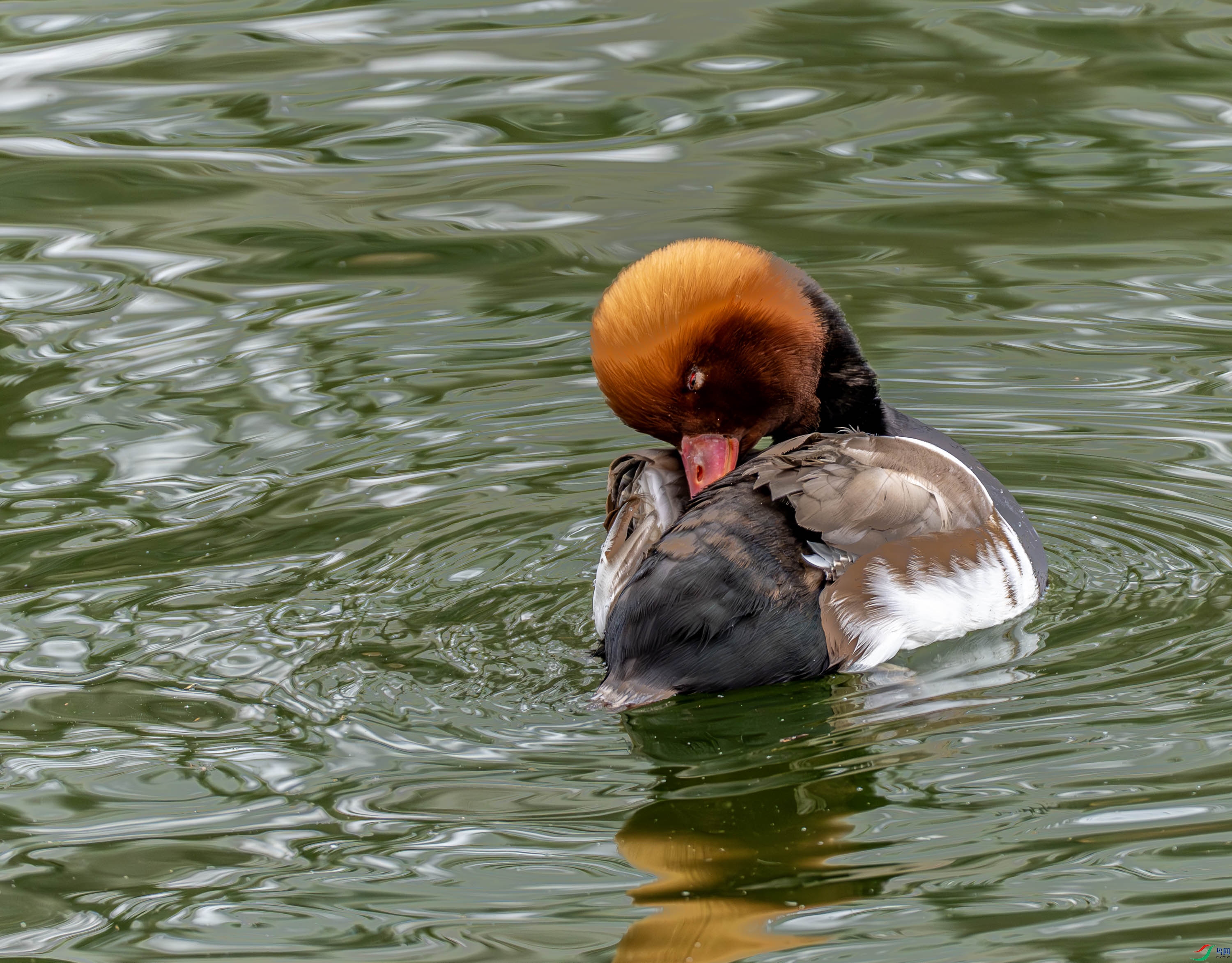 ����ǱѼ-01 (1 - 11).jpg