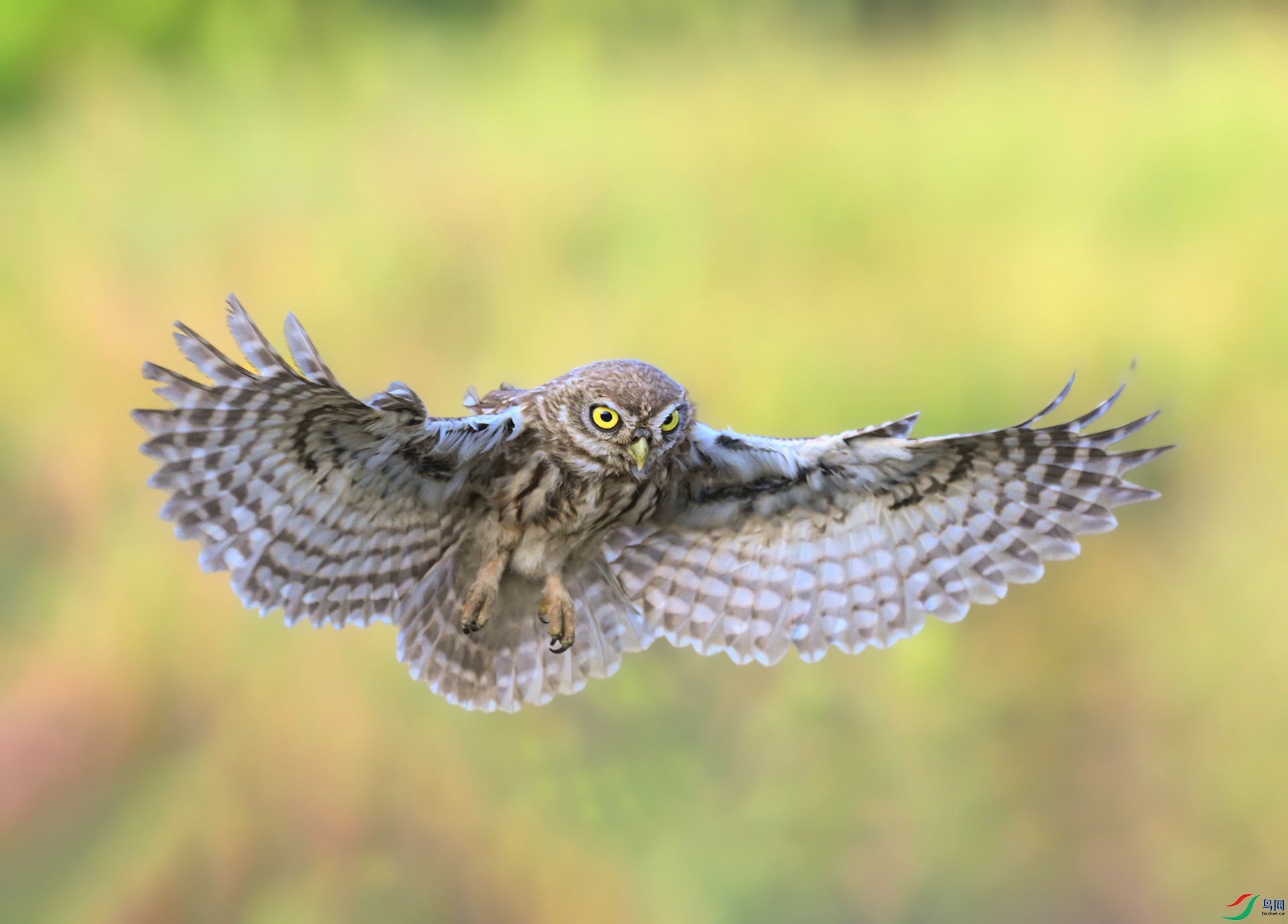 DSC_6516d.jpg