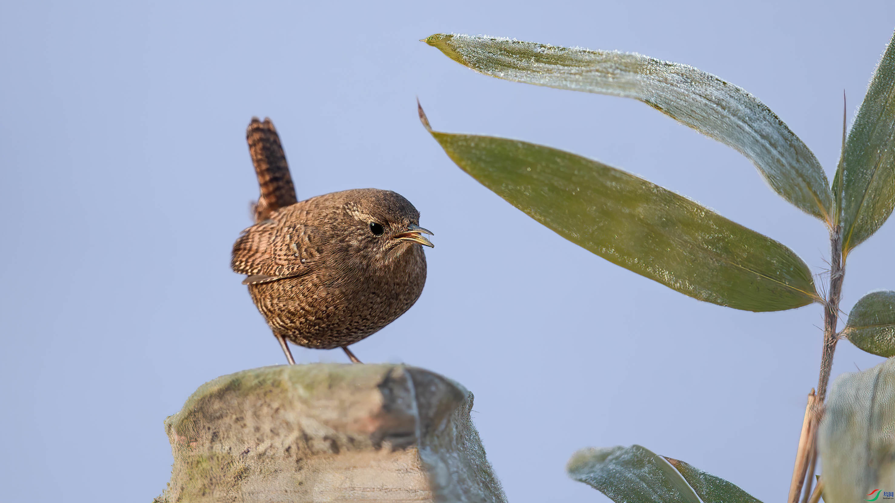 AQ4P0297-1.jpg
