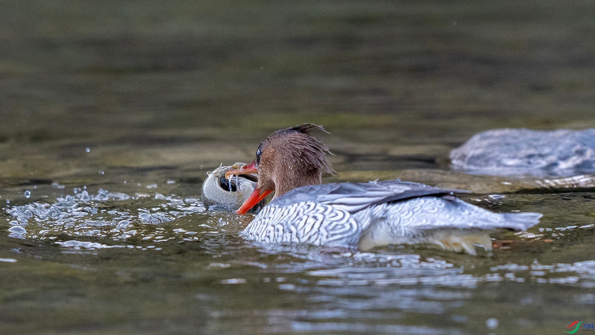 DSC00727 ����.jpg