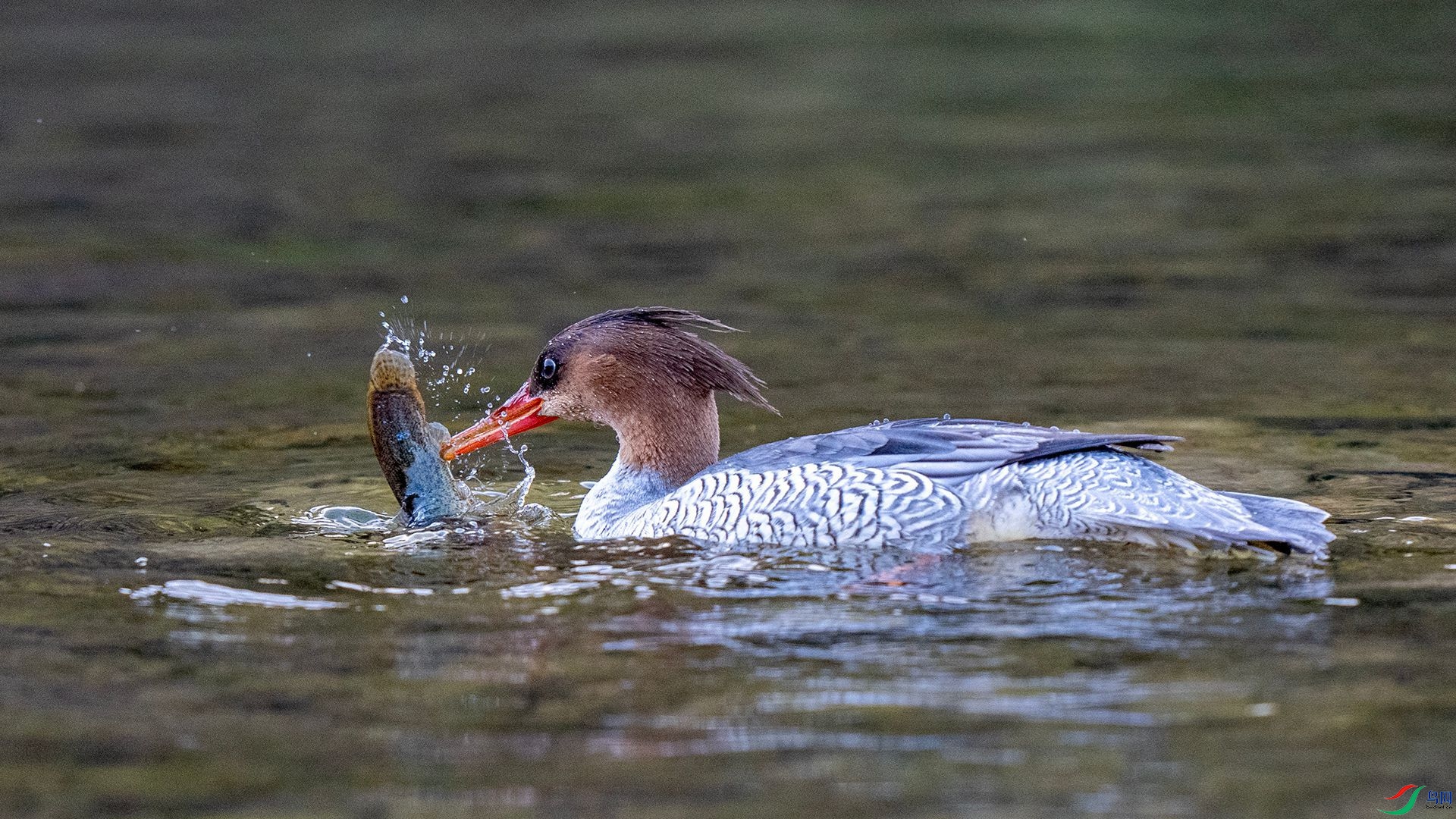 DSC00746 ����.jpg