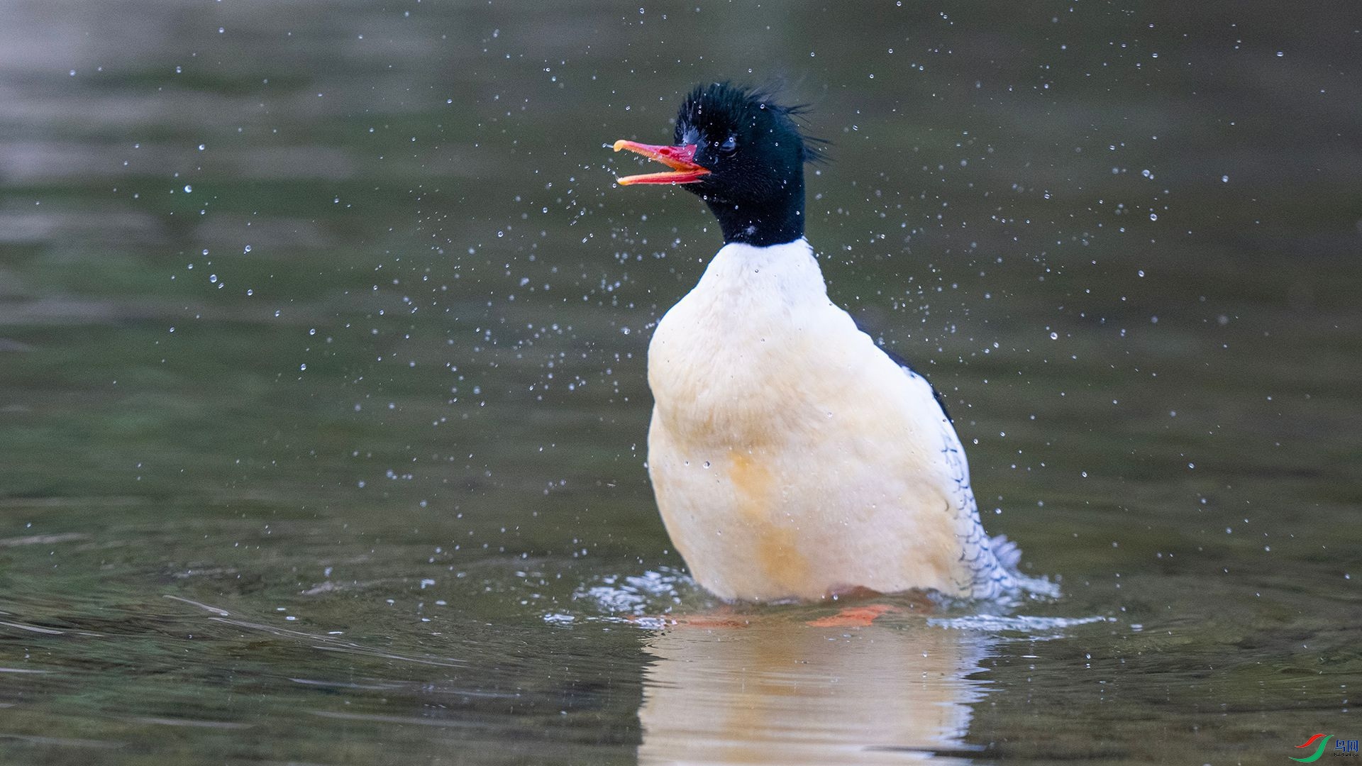 DSC00954 ����.jpg