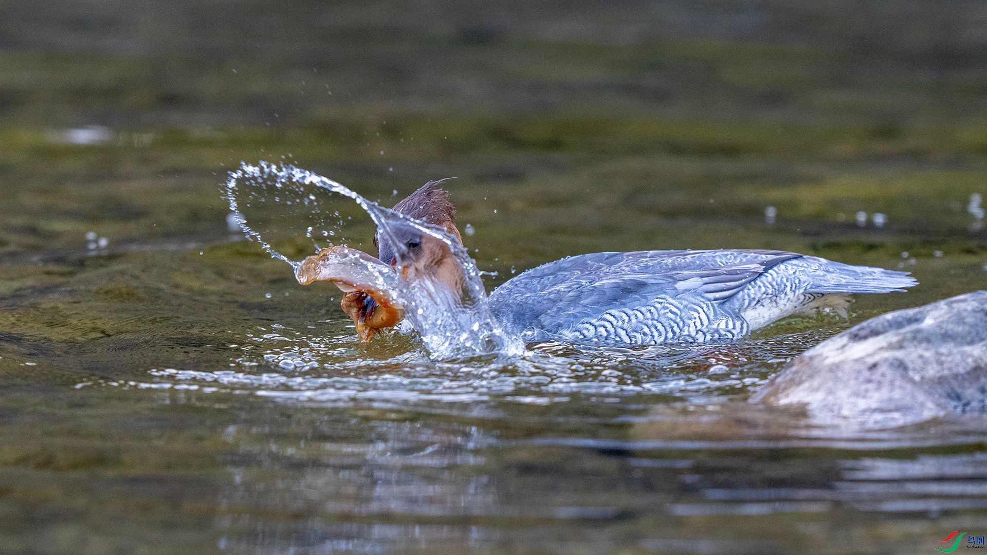 DSC00964 ����.jpg