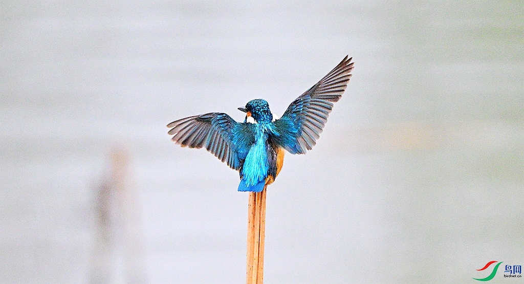 DSC_9610.JPG