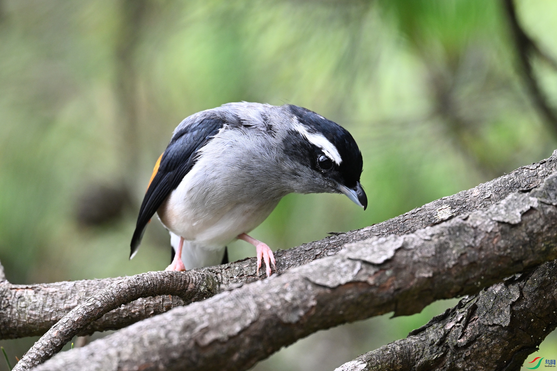 DSC_1103.JPG