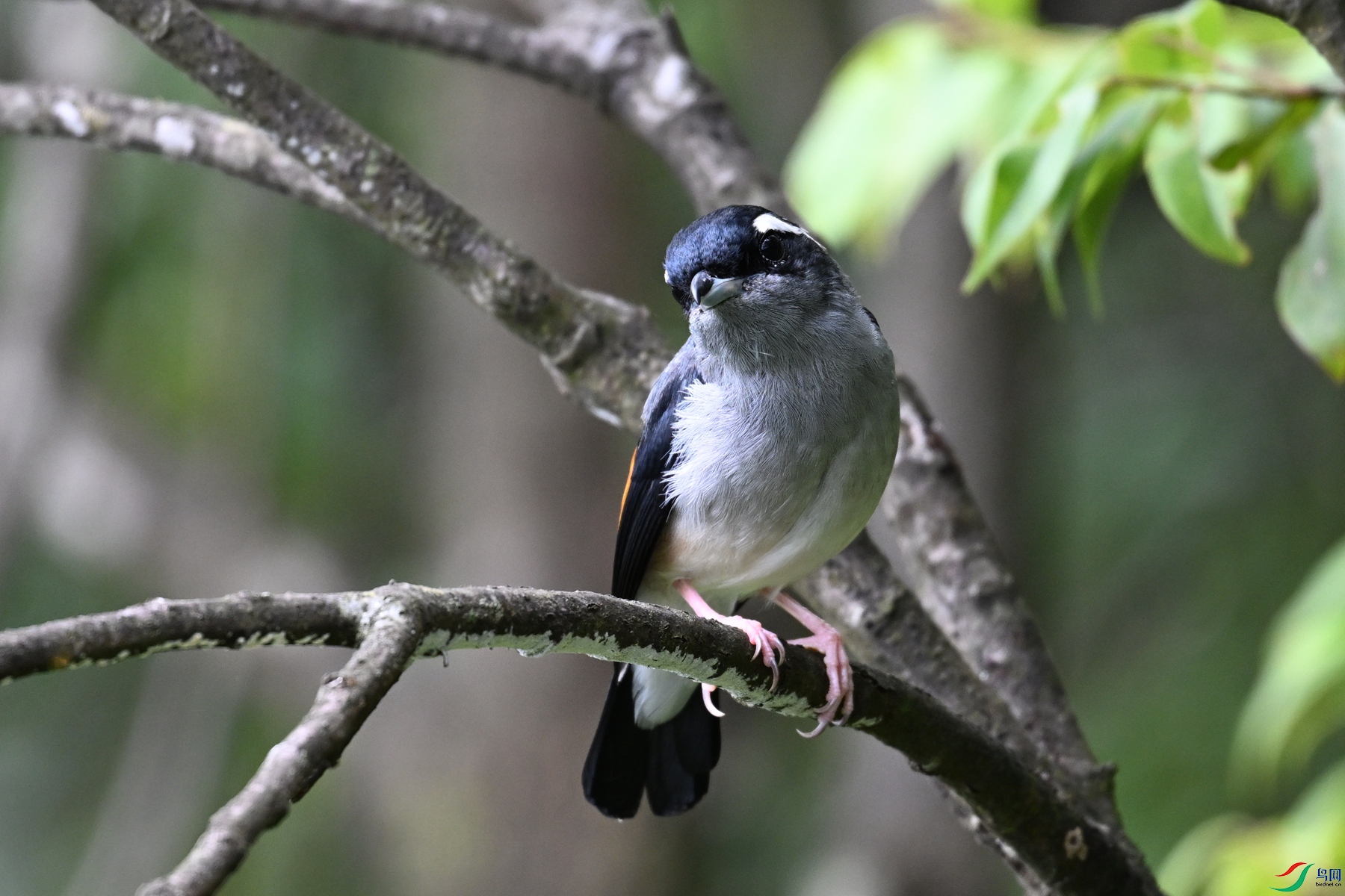 DSC_1079.JPG