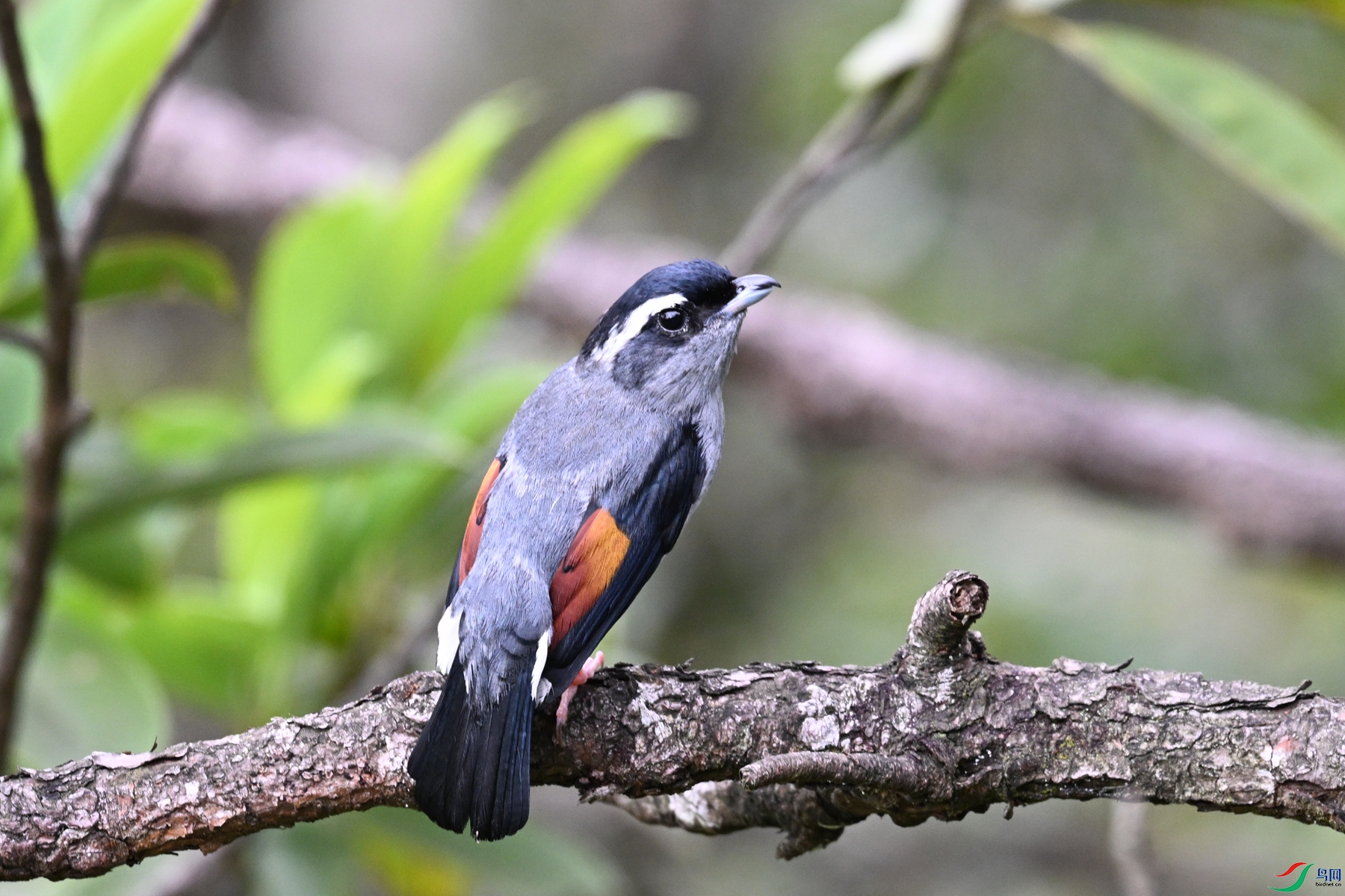DSC_1036.JPG