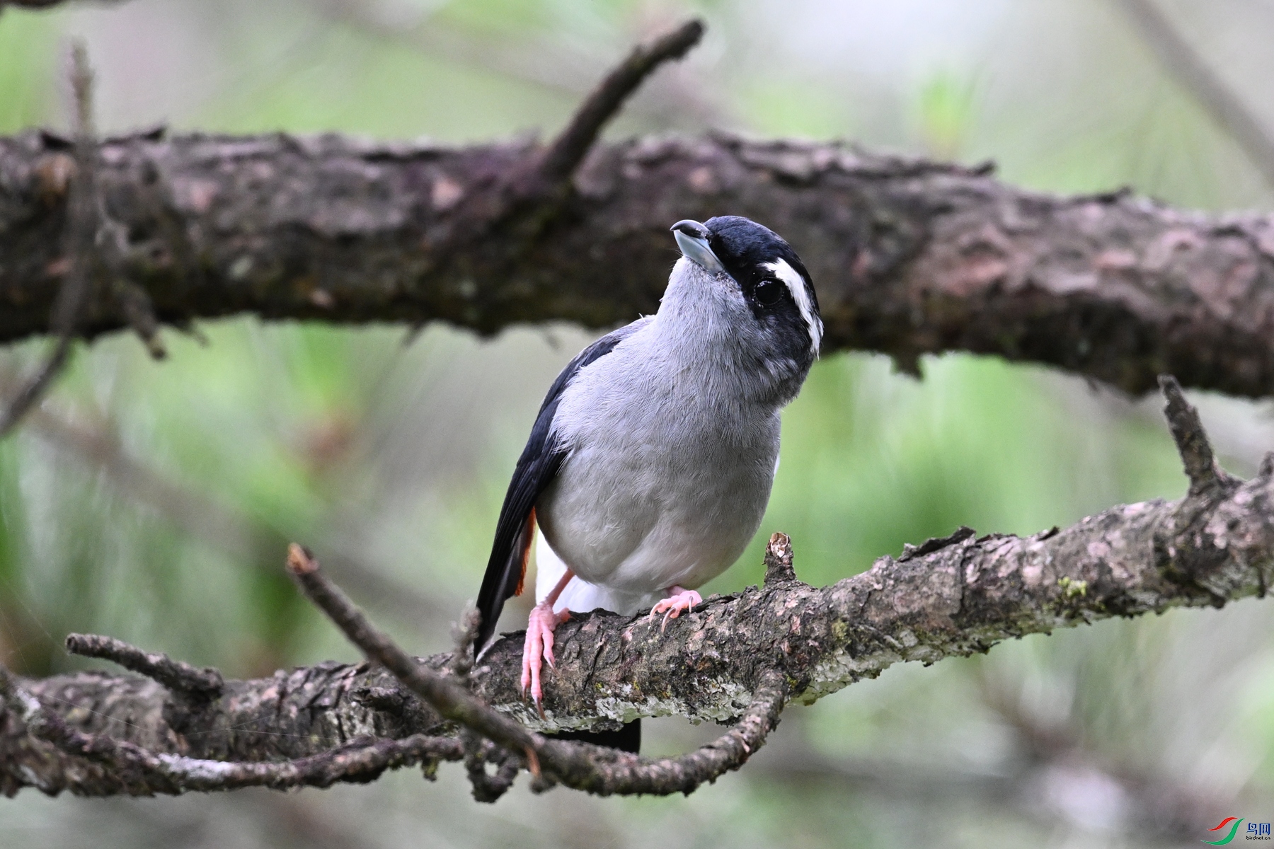 DSC_1062.JPG
